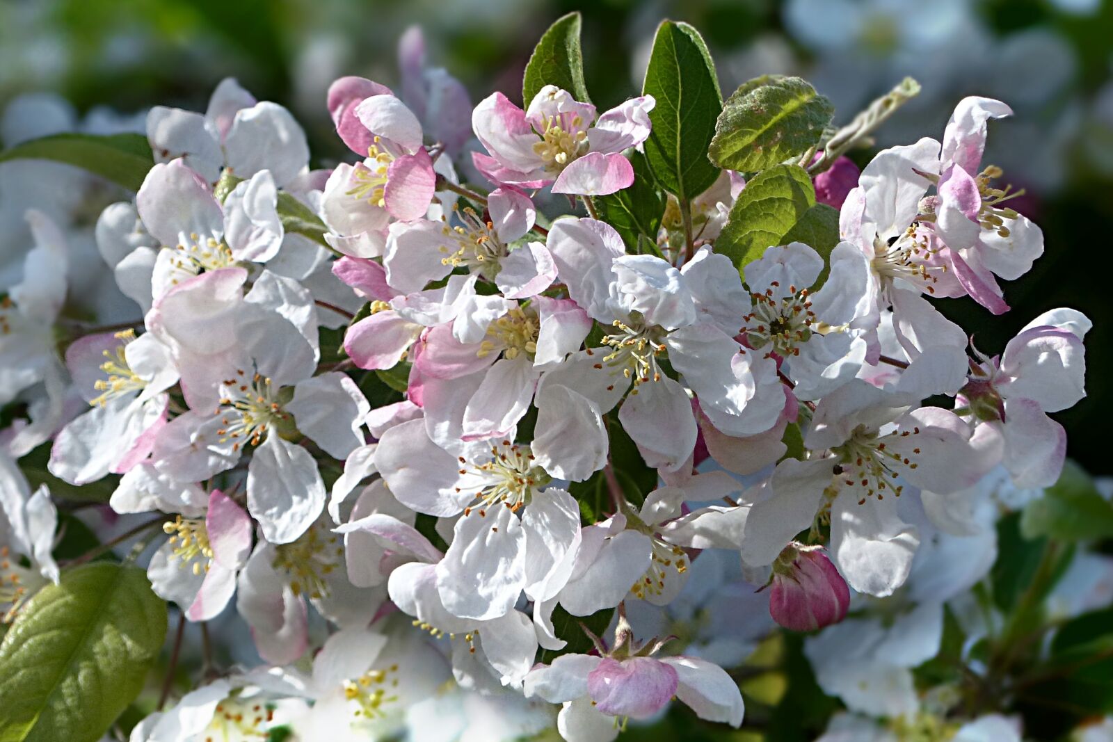 Panasonic Lumix DMC-FZ200 sample photo. Blossom, bloom, pink white photography