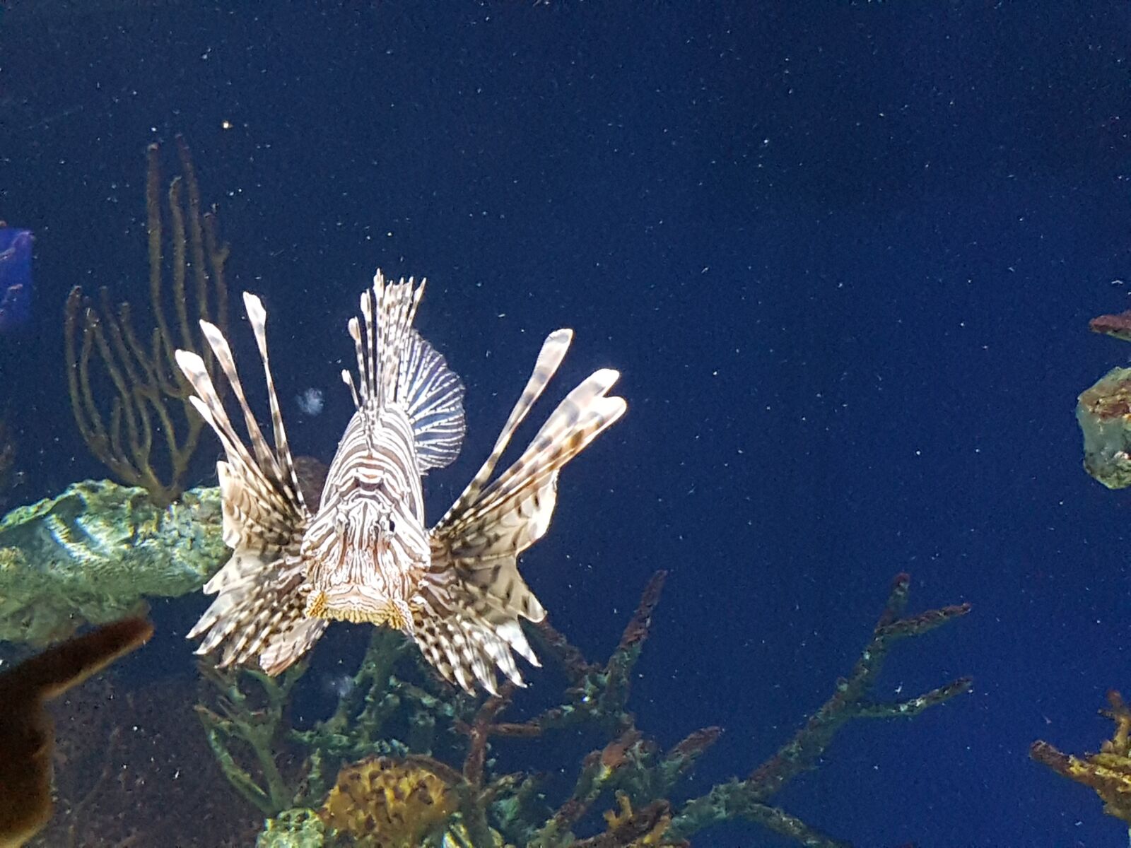 Samsung Galaxy S7 Edge sample photo. Lion fish, ocean, fish photography