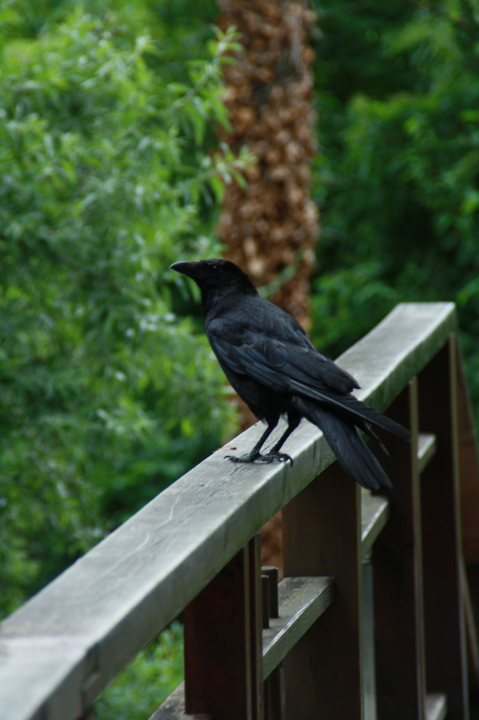 Canon EOS 1000D (EOS Digital Rebel XS / EOS Kiss F) sample photo. Bird, nature, animal world photography