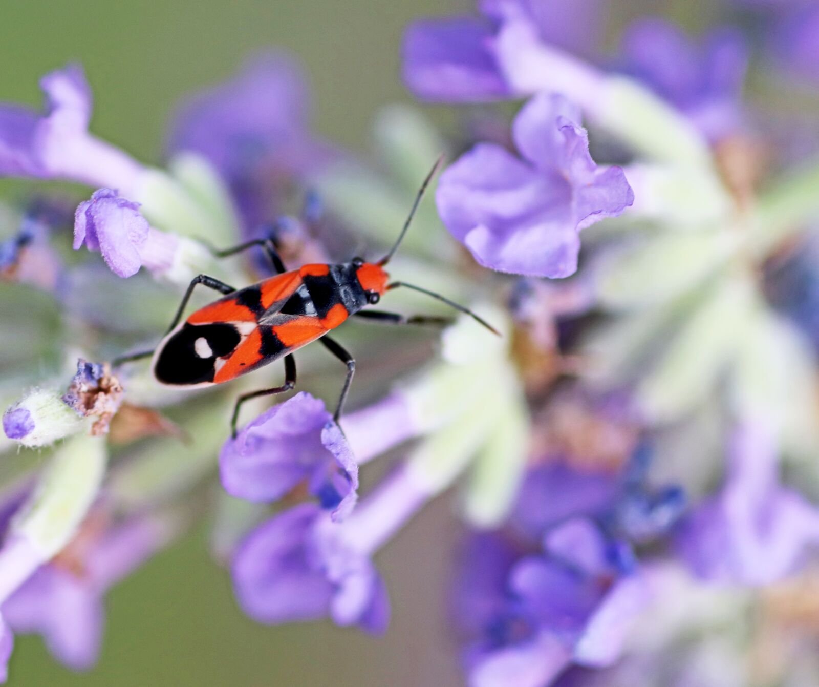 Tamron SP 90mm F2.8 Di VC USD 1:1 Macro sample photo. Insect, red, black photography