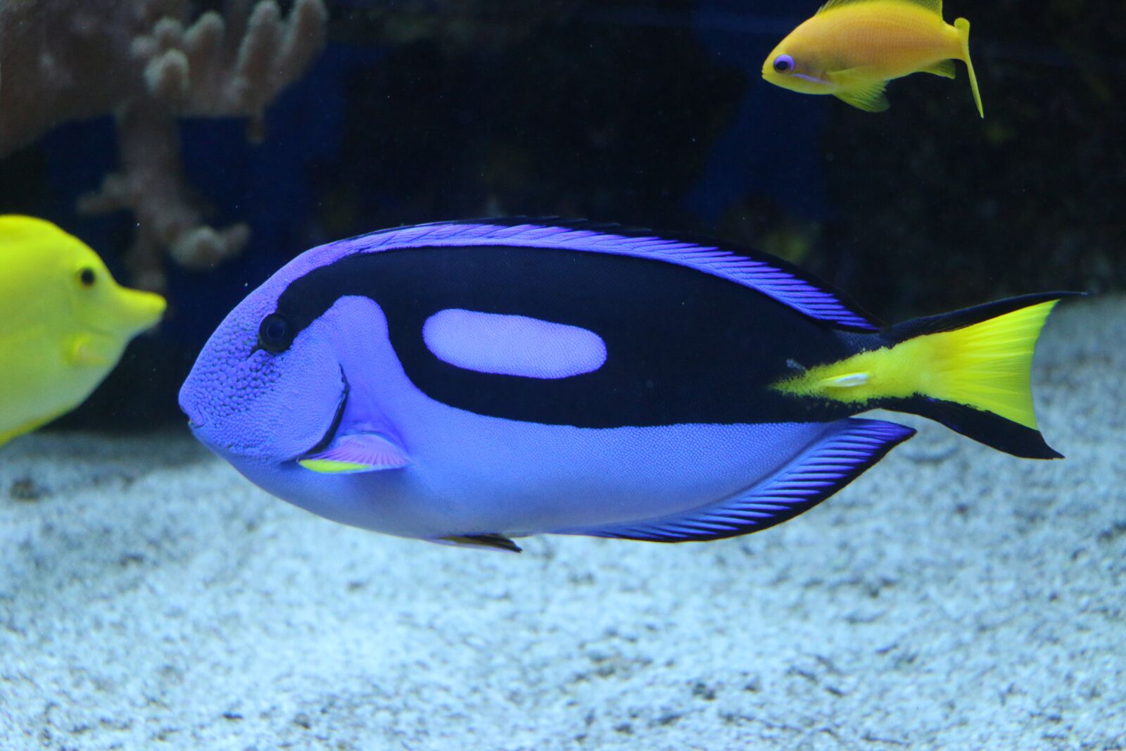 Canon EOS 70D sample photo. Pallet doctor fish, surgeonfish photography