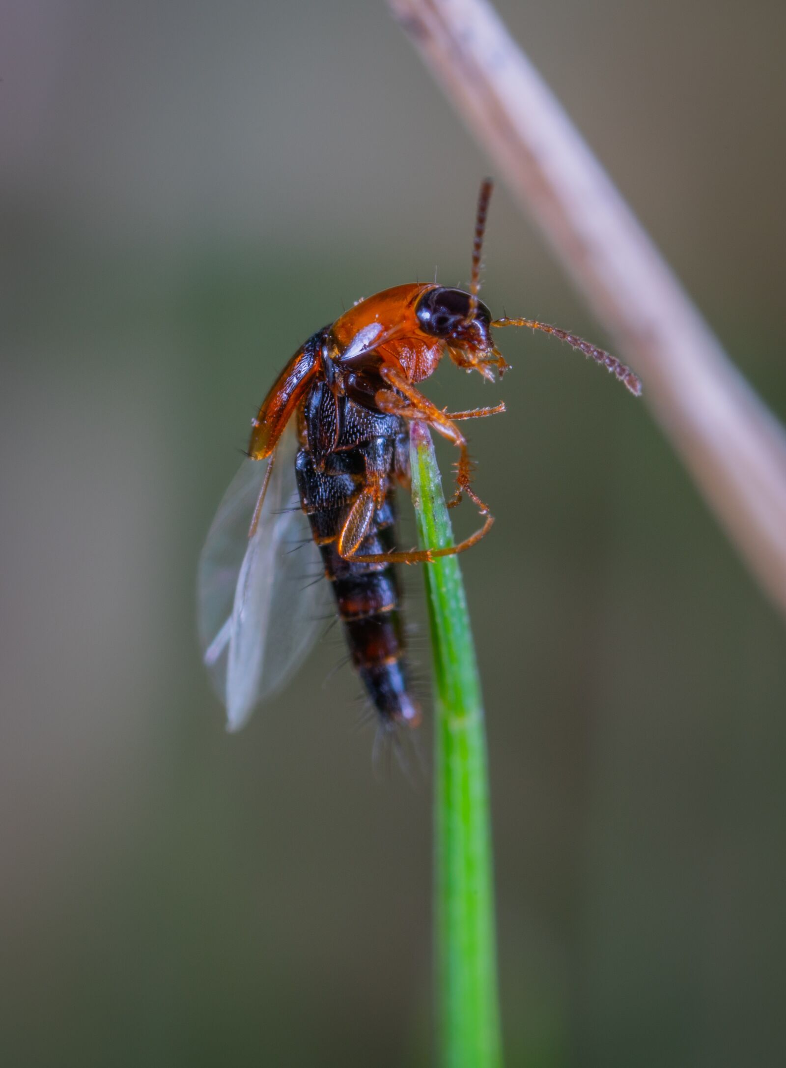 #124 65/2.8 sample photo. Macro, insect photography