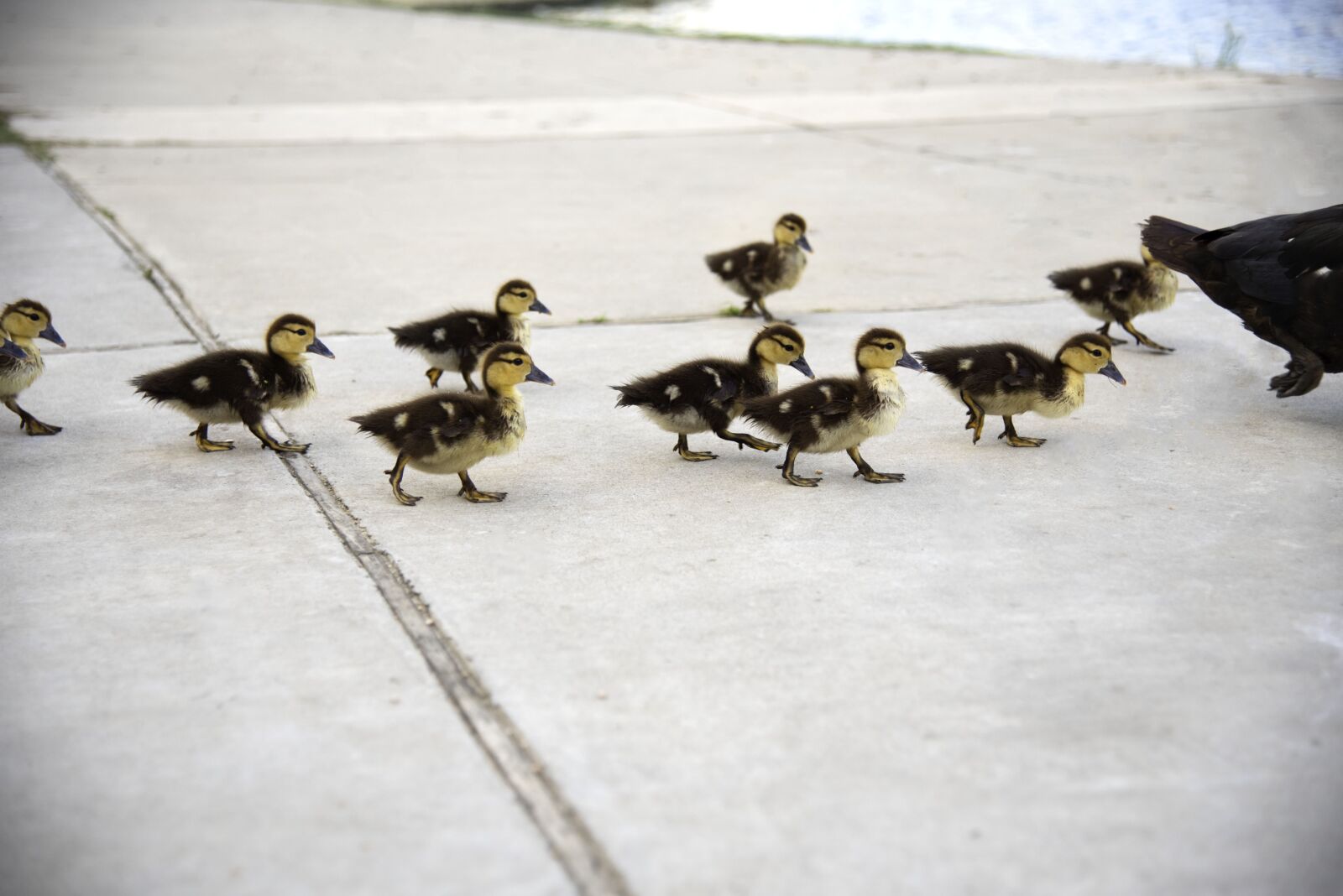 Nikon D750 sample photo. Ducks, ducklings, chick photography