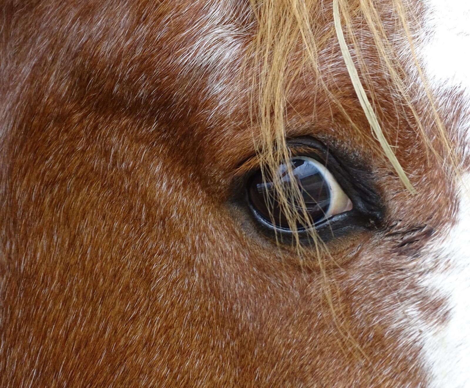 Sony Cyber-shot DSC-HX400V sample photo. Horse, eye, mane photography