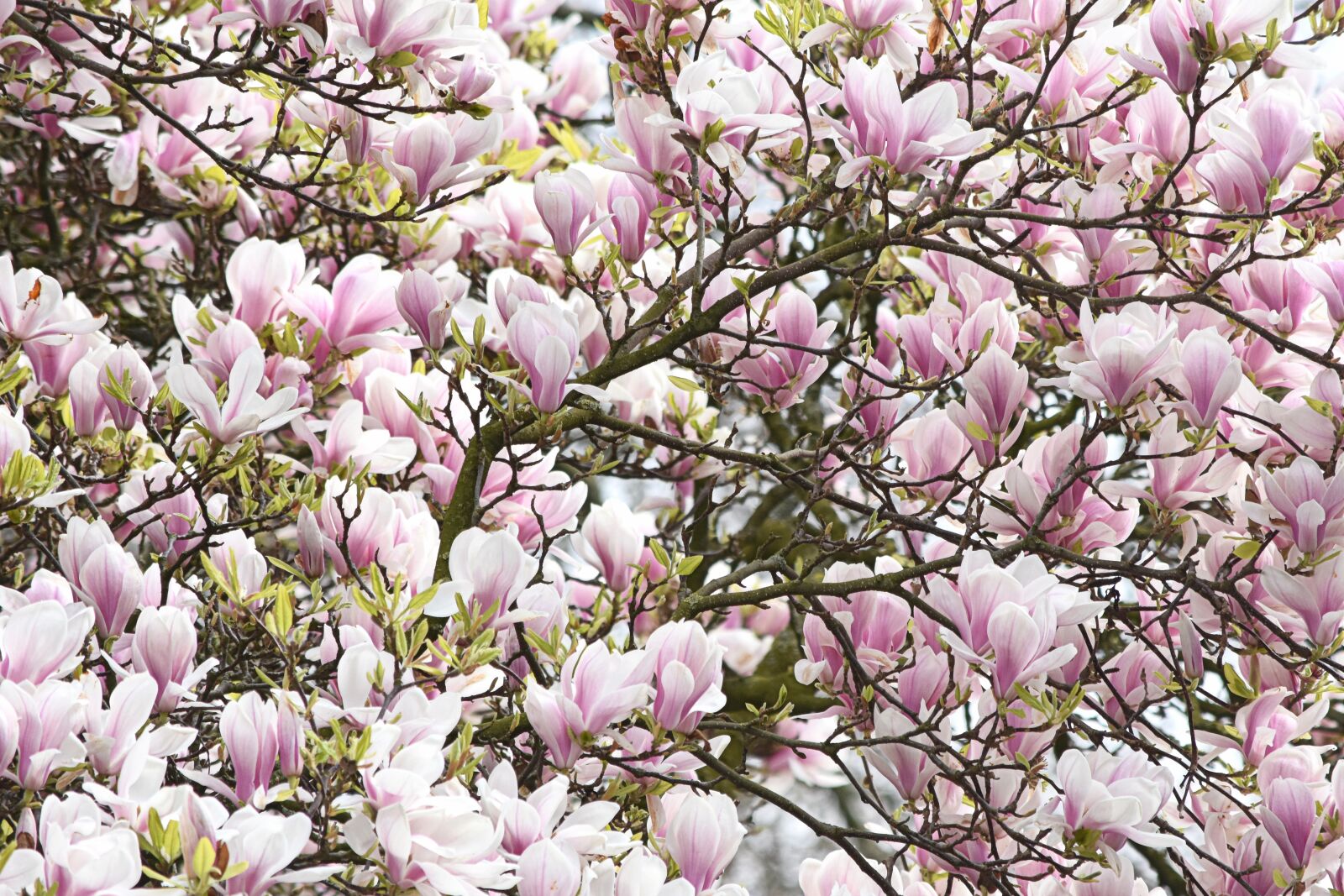 Nikon D7200 sample photo. Flower, pink, magnolia photography