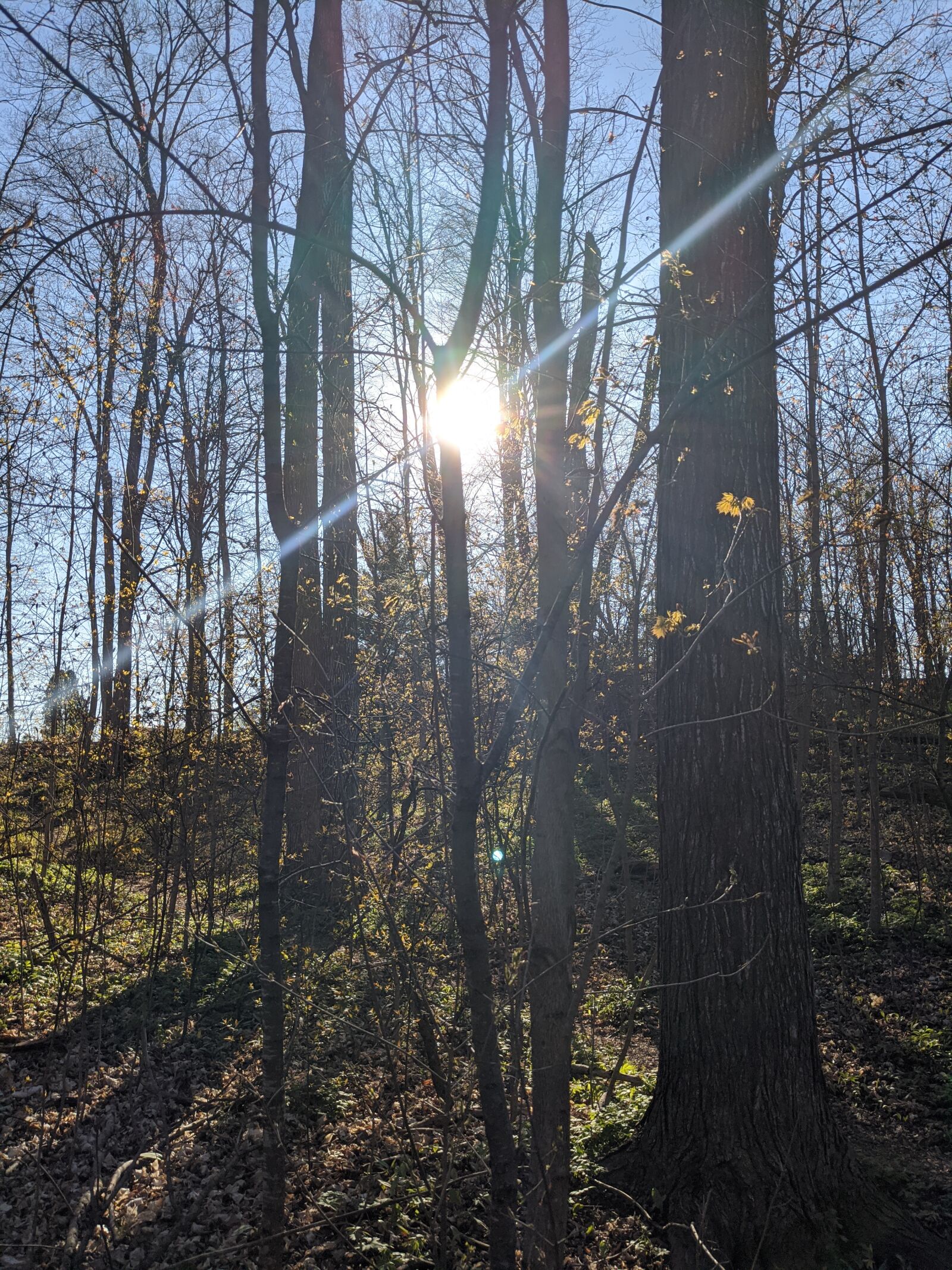 Google Pixel 4 sample photo. Sun rays, forest, trees photography