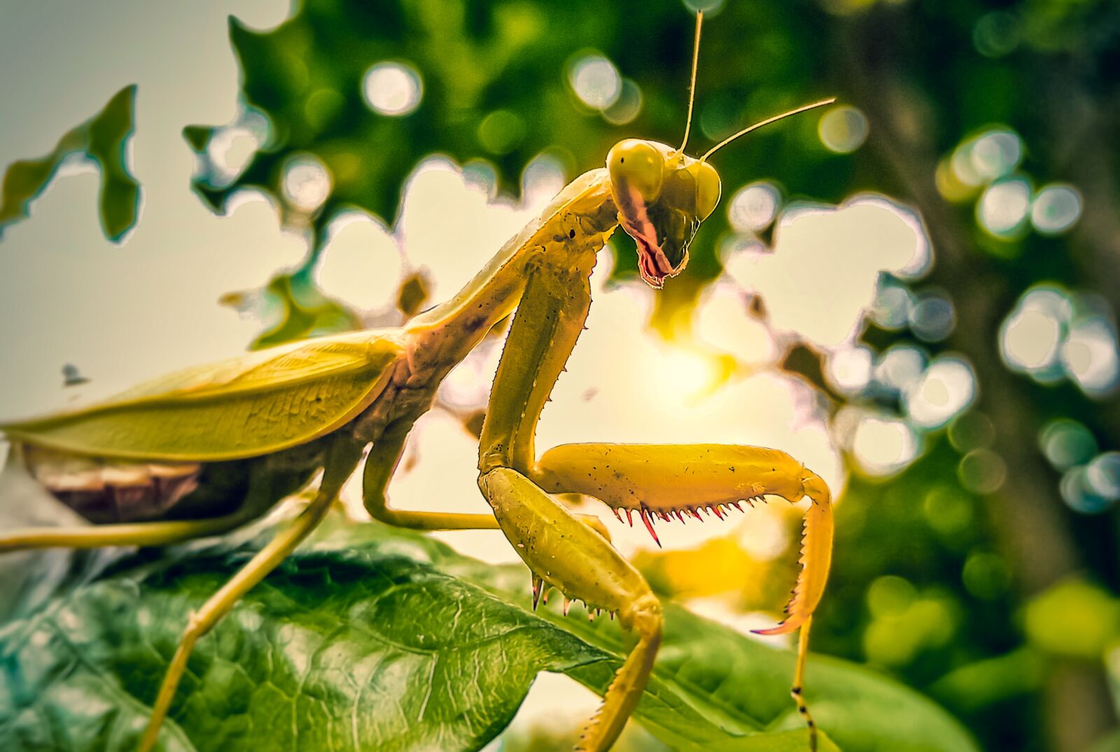 Xiaomi Redmi Note 8 Pro sample photo. Born bought for wildlife photography