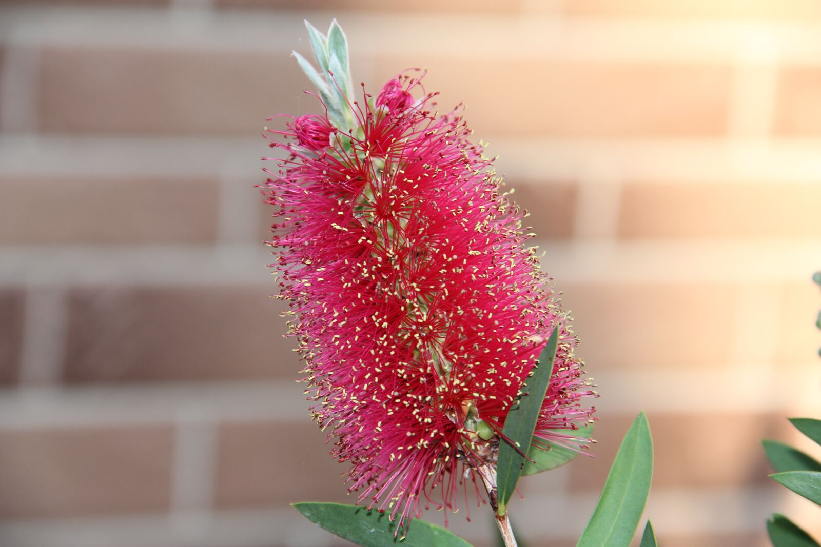 Canon EOS 60D sample photo. Nature, flora, flower photography