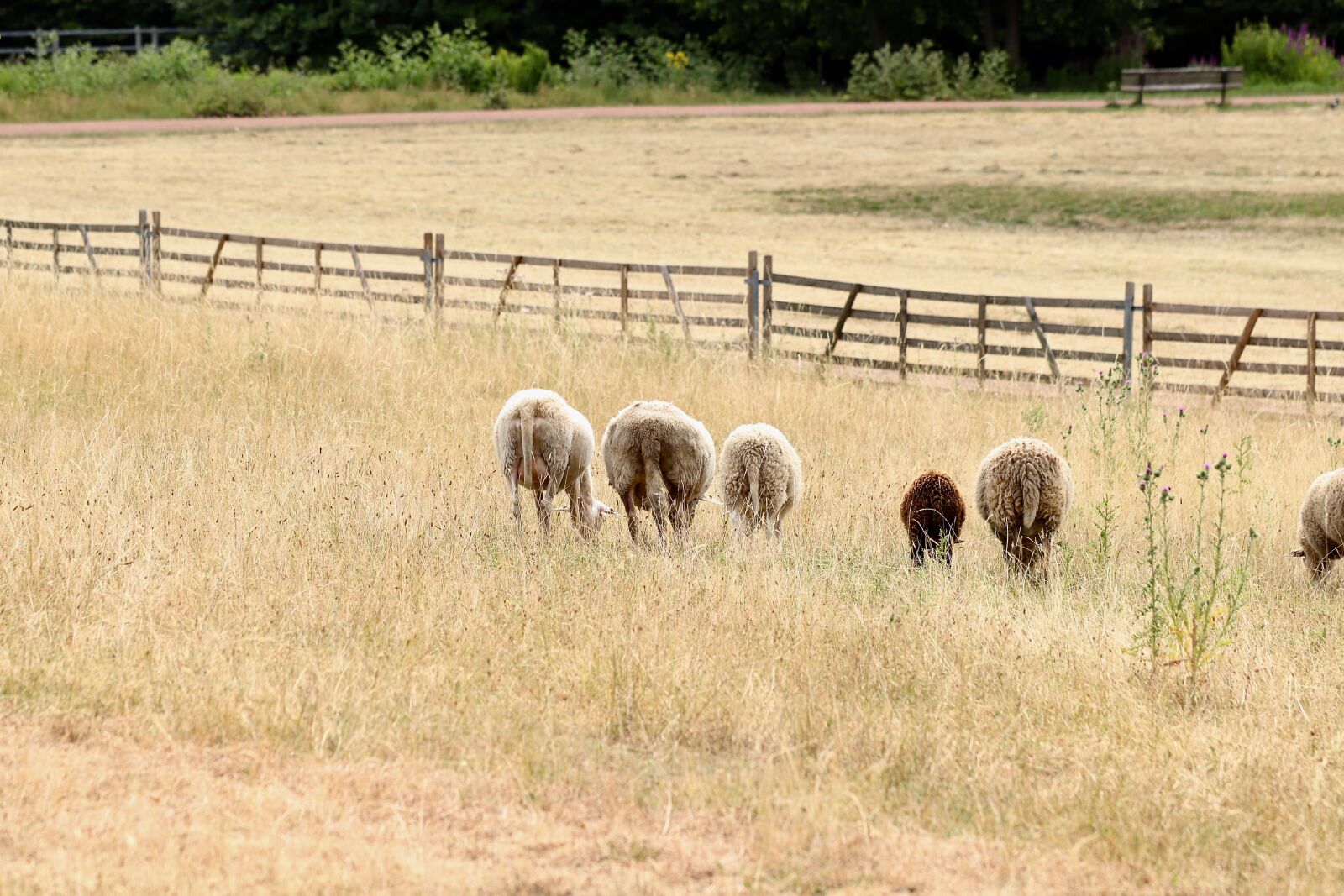 Canon EOS 800D (EOS Rebel T7i / EOS Kiss X9i) sample photo. Sheep, pasture, graze photography