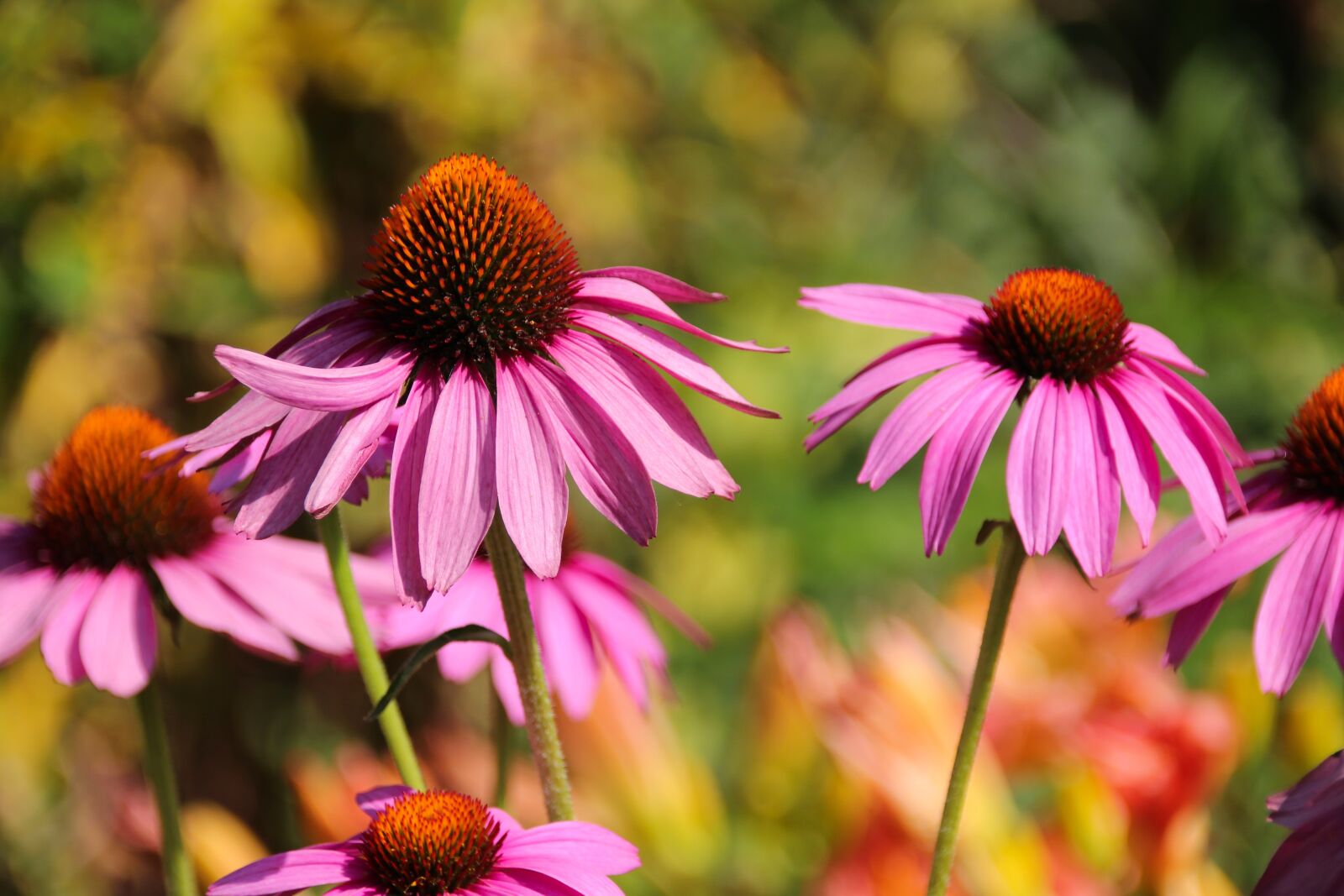 Canon EOS 650D (EOS Rebel T4i / EOS Kiss X6i) sample photo. Echinacea purpura, composites, coneflower photography