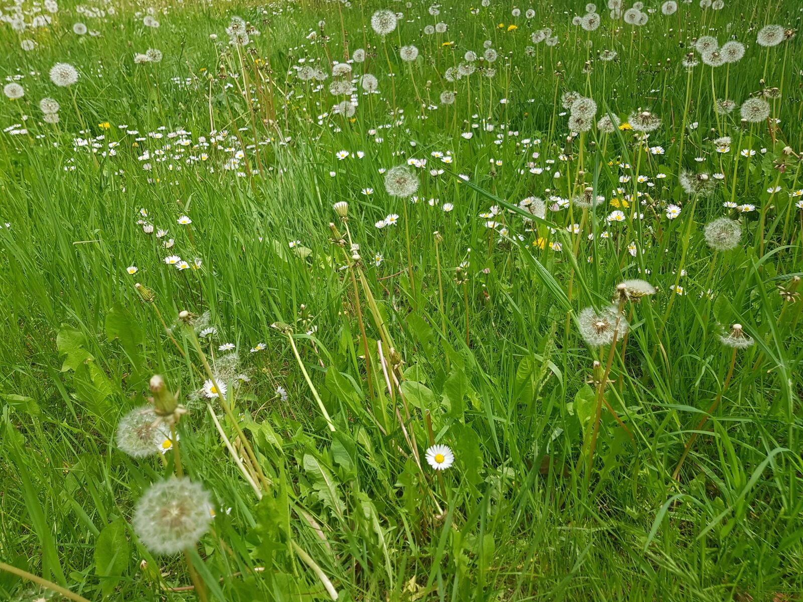 Samsung Galaxy S8 sample photo. Nature, dandelion, meadow photography