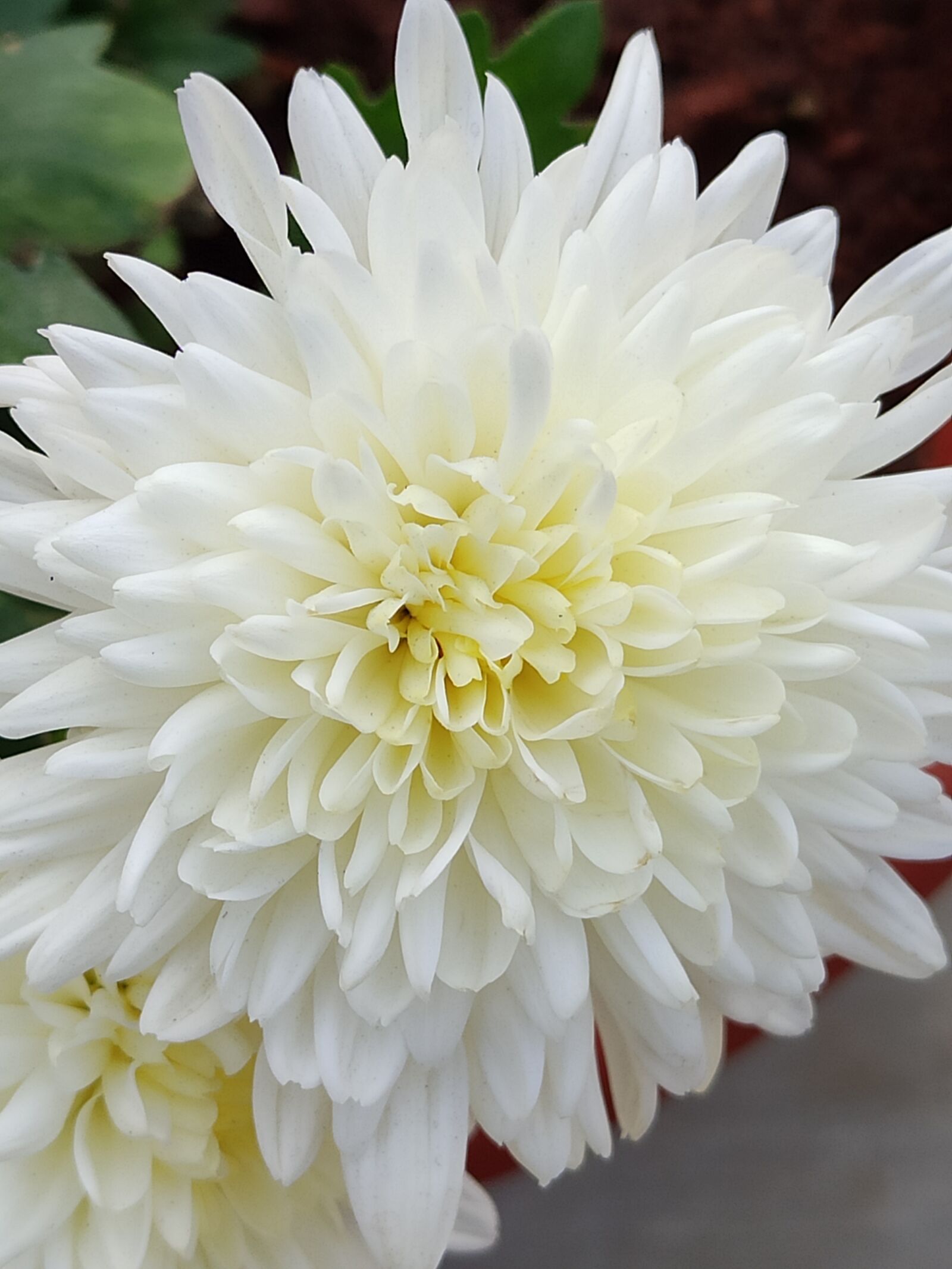Xiaomi Redmi Note 7 Pro sample photo. Flower, petals, white flower photography