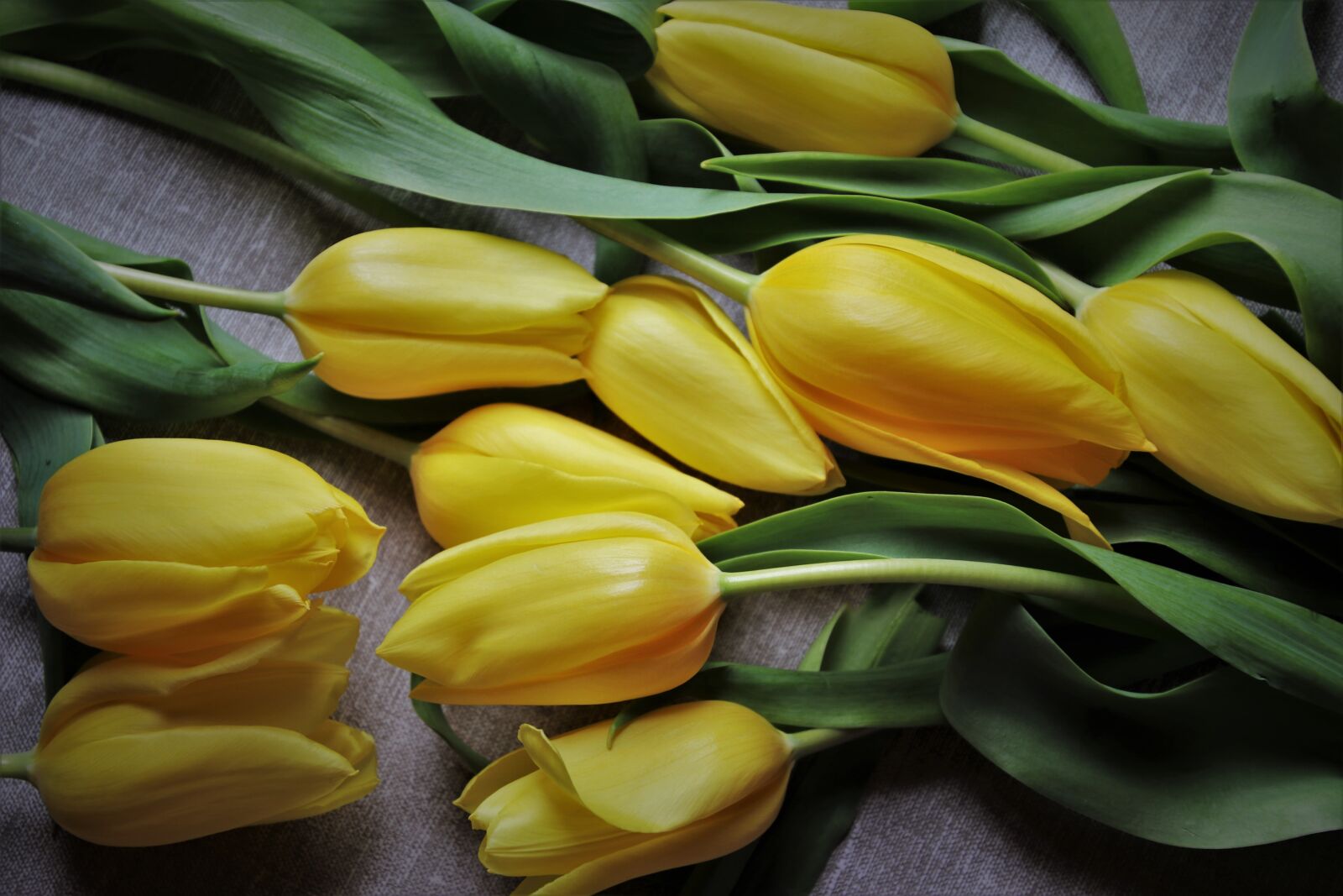 Canon EOS 80D sample photo. Tulips, for mom, a photography