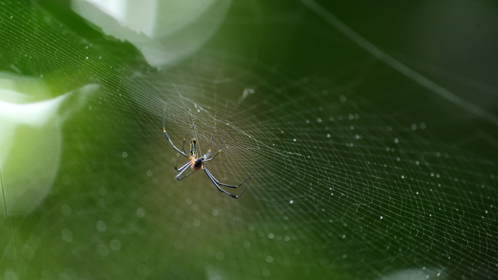 Canon EOS 1300D (EOS Rebel T6 / EOS Kiss X80) sample photo. Spider, web, green photography