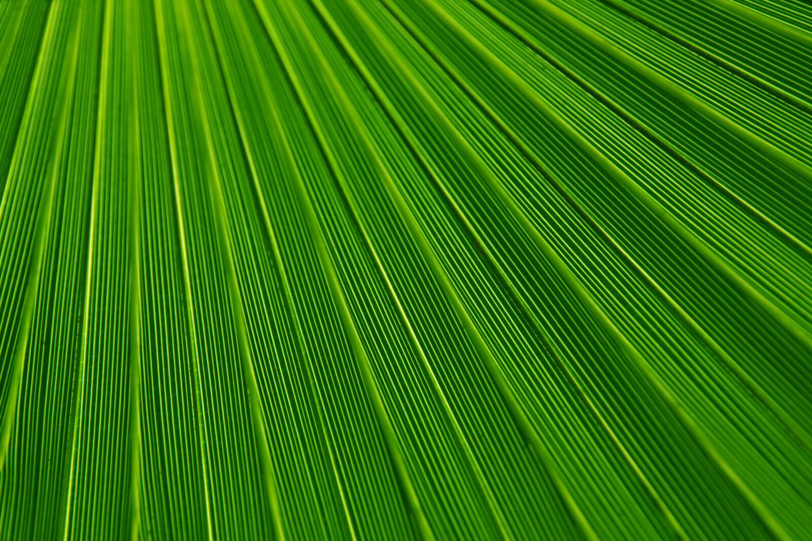 Canon EOS 5D Mark II sample photo. Green, lines, macro, pattern photography