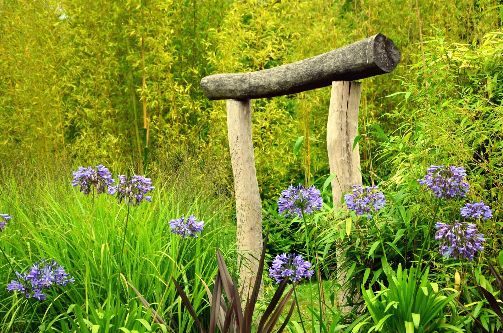Nikon D5100 sample photo. Flower, grass, forest, nature photography
