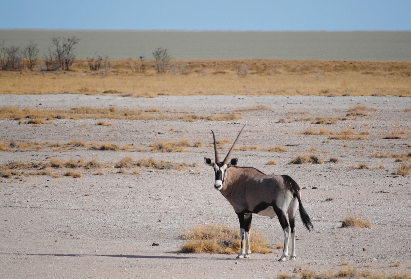 Nikon D3000 sample photo. Antelope, africa, namibia photography