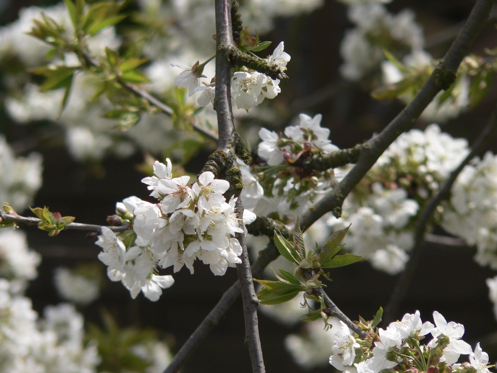 Panasonic DMC-FZ20 sample photo. Cherry tree, blossom, flowers photography