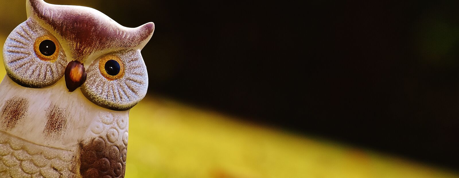 Nikon D7200 sample photo. Owl, bird, funny photography