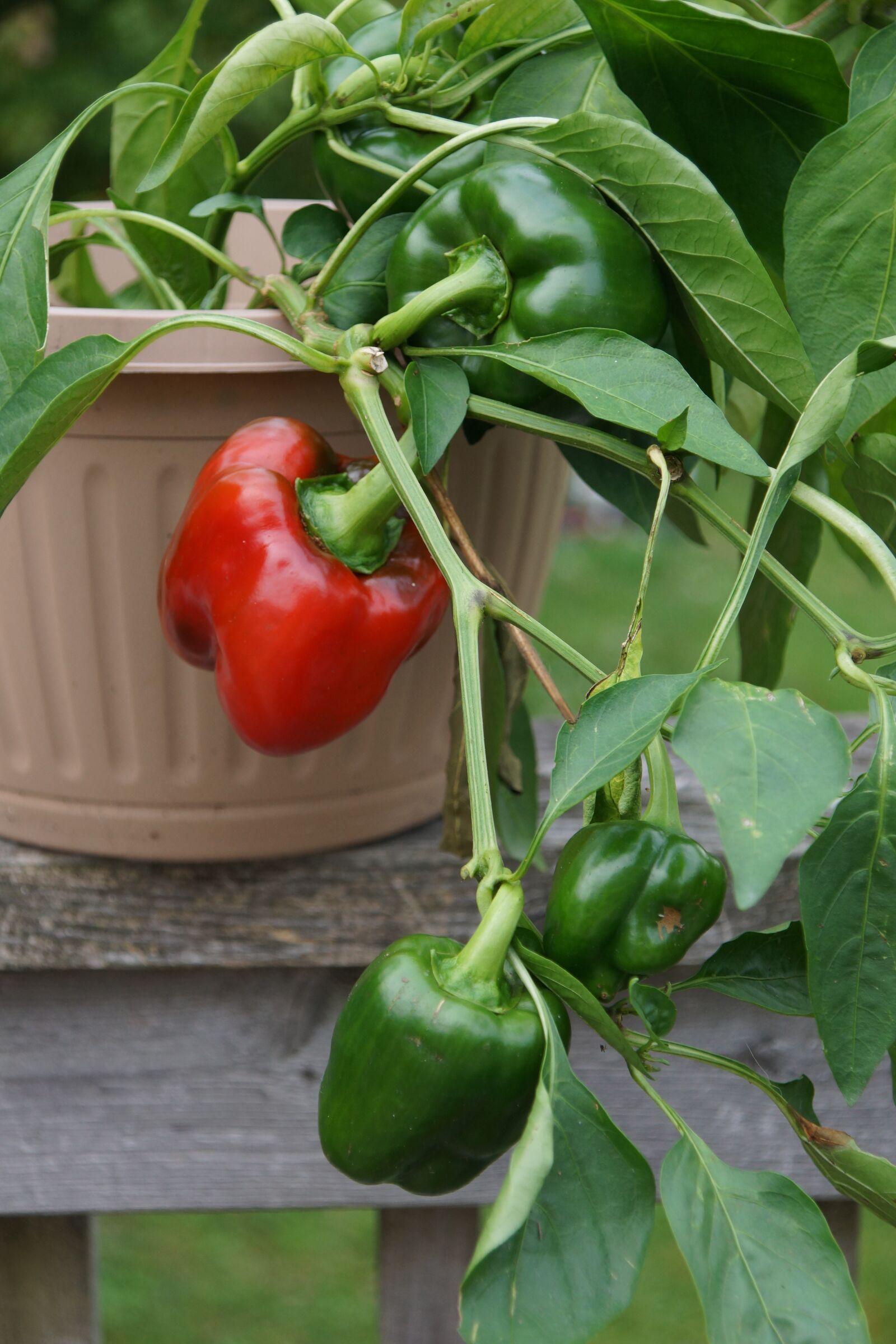 Sony DT 16-105mm F3.5-5.6 sample photo. Peppers, green, red photography