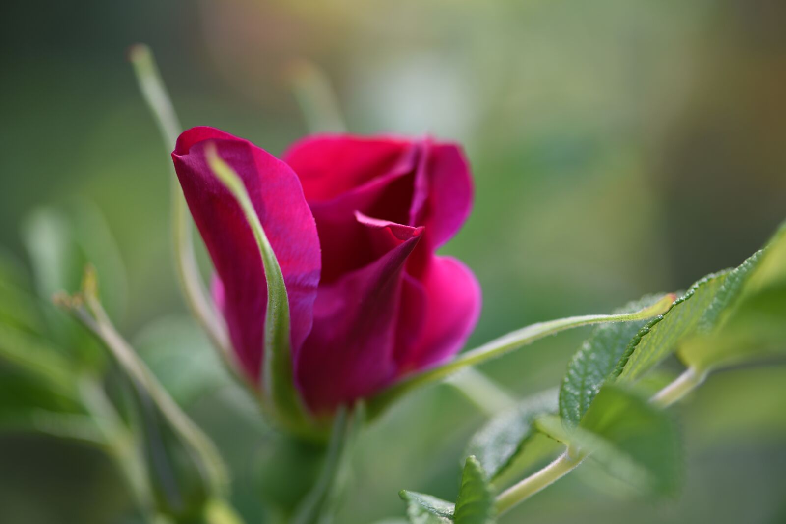 Nikon D750 sample photo. Rosa, flower, garden photography