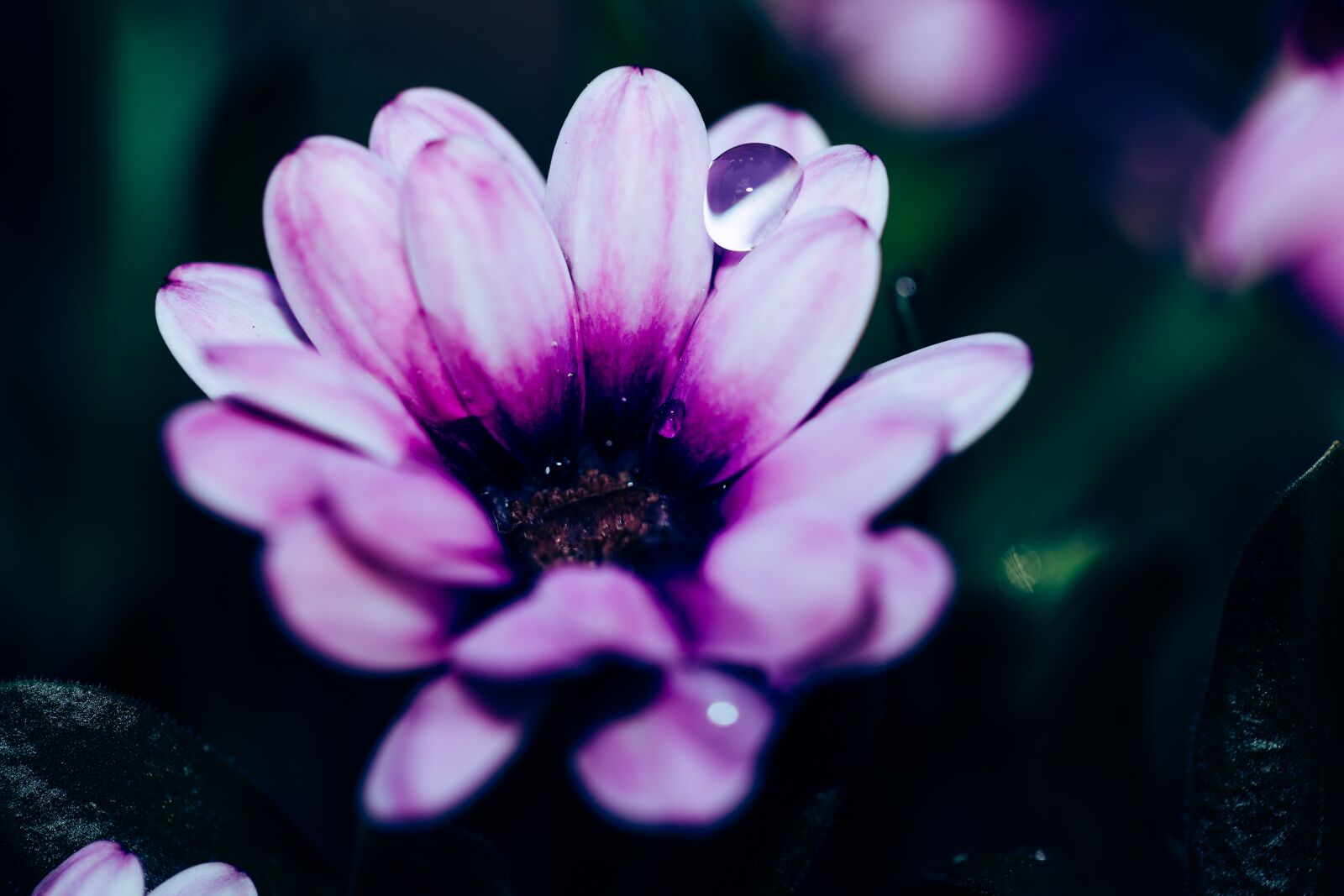 Canon EOS R sample photo. Daisy, purple, flower photography