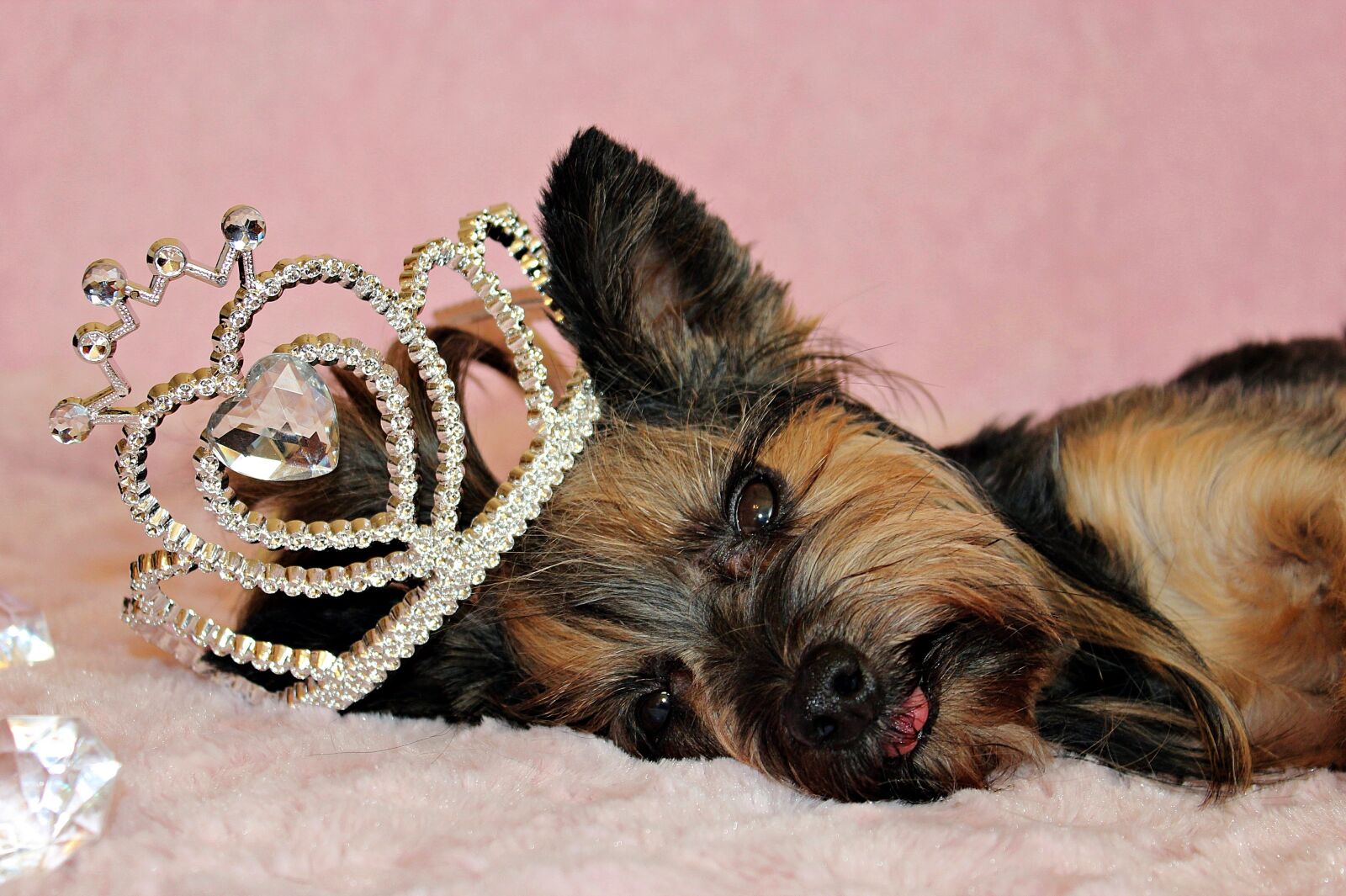 Canon EOS 600D (Rebel EOS T3i / EOS Kiss X5) sample photo. Yorkshire terrier, dog, crown photography