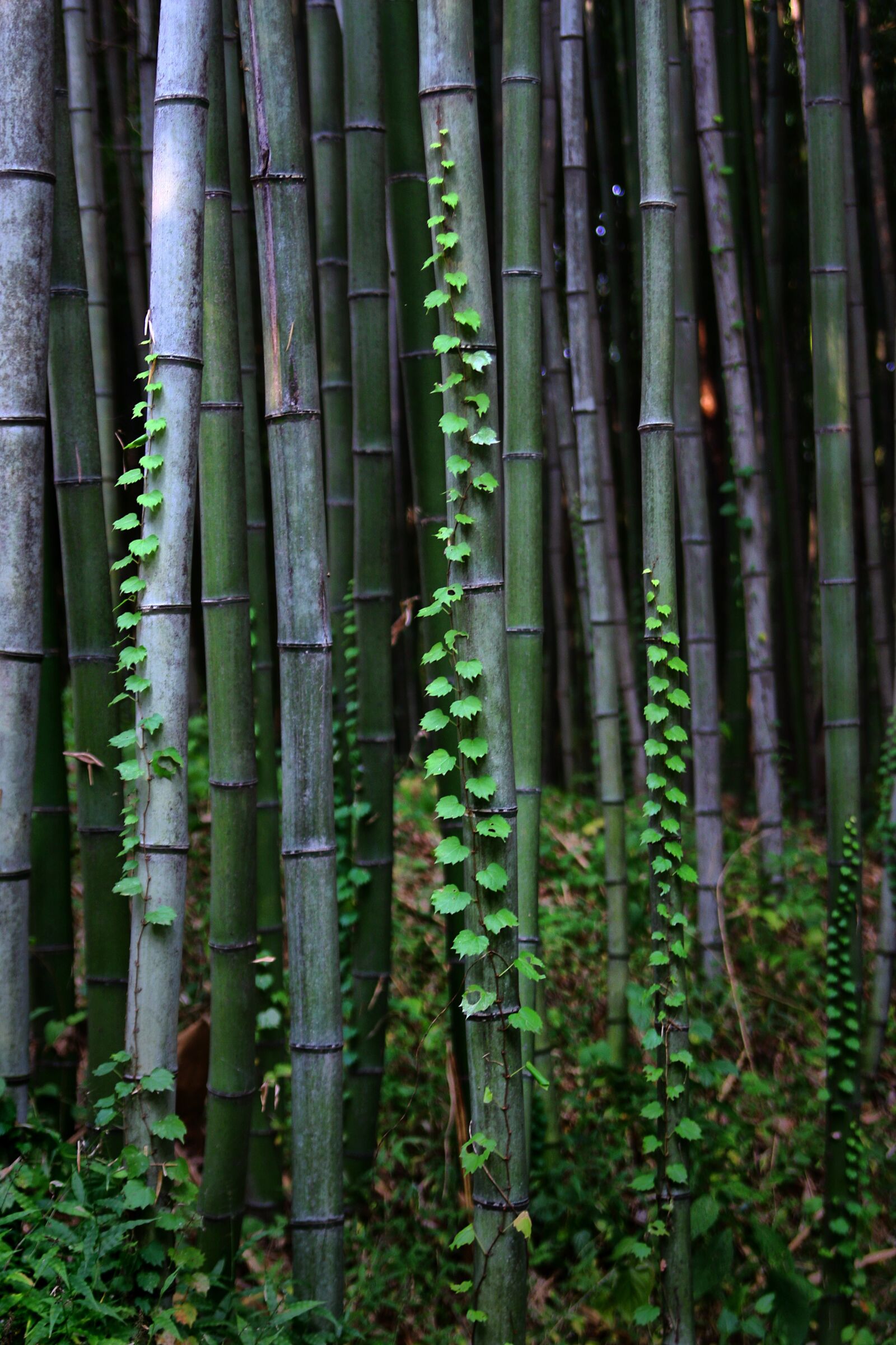 Canon EOS 40D sample photo. Bamboo, nature, green photography