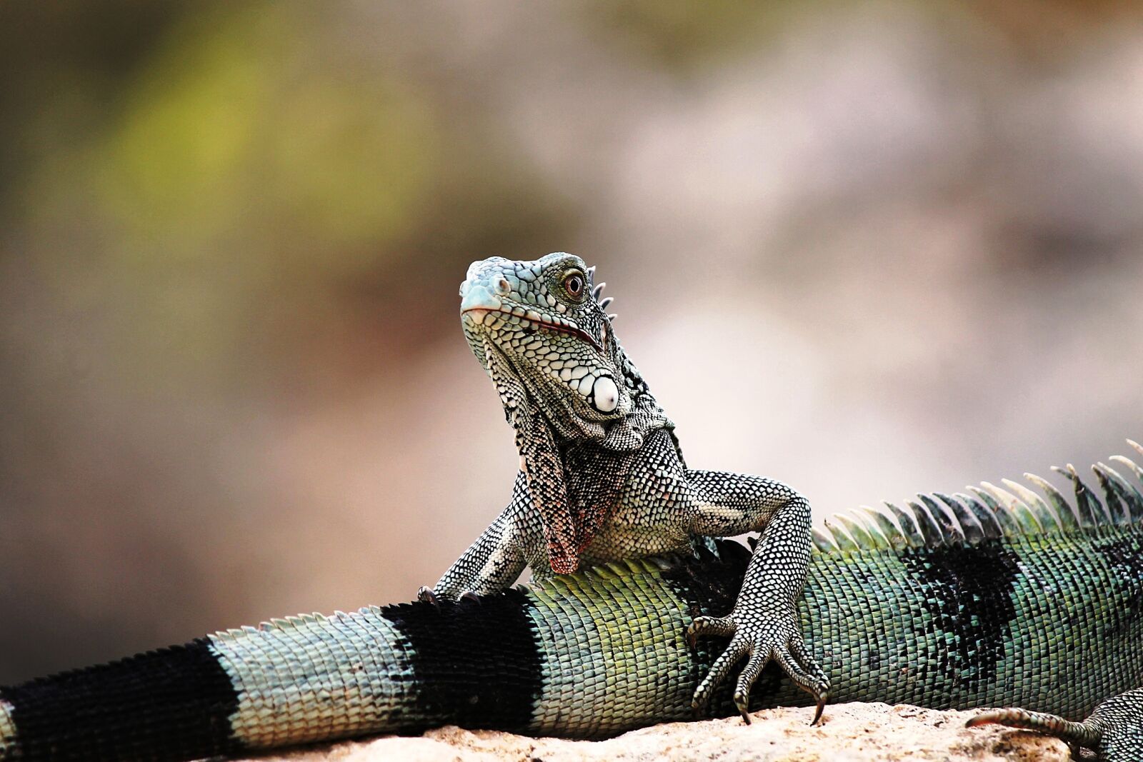 Canon EF-S 55-250mm F4-5.6 IS II sample photo. Iguana, curaçao, nature photography