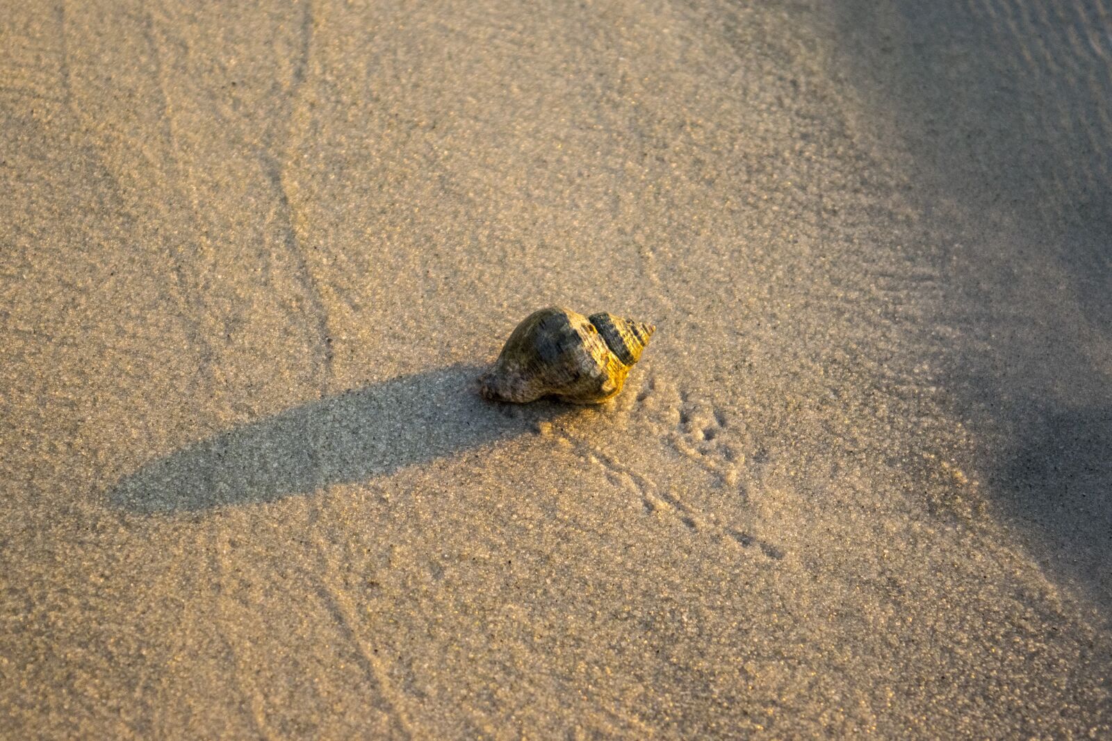 Nikon D5300 sample photo. Hermit, crab, beach photography