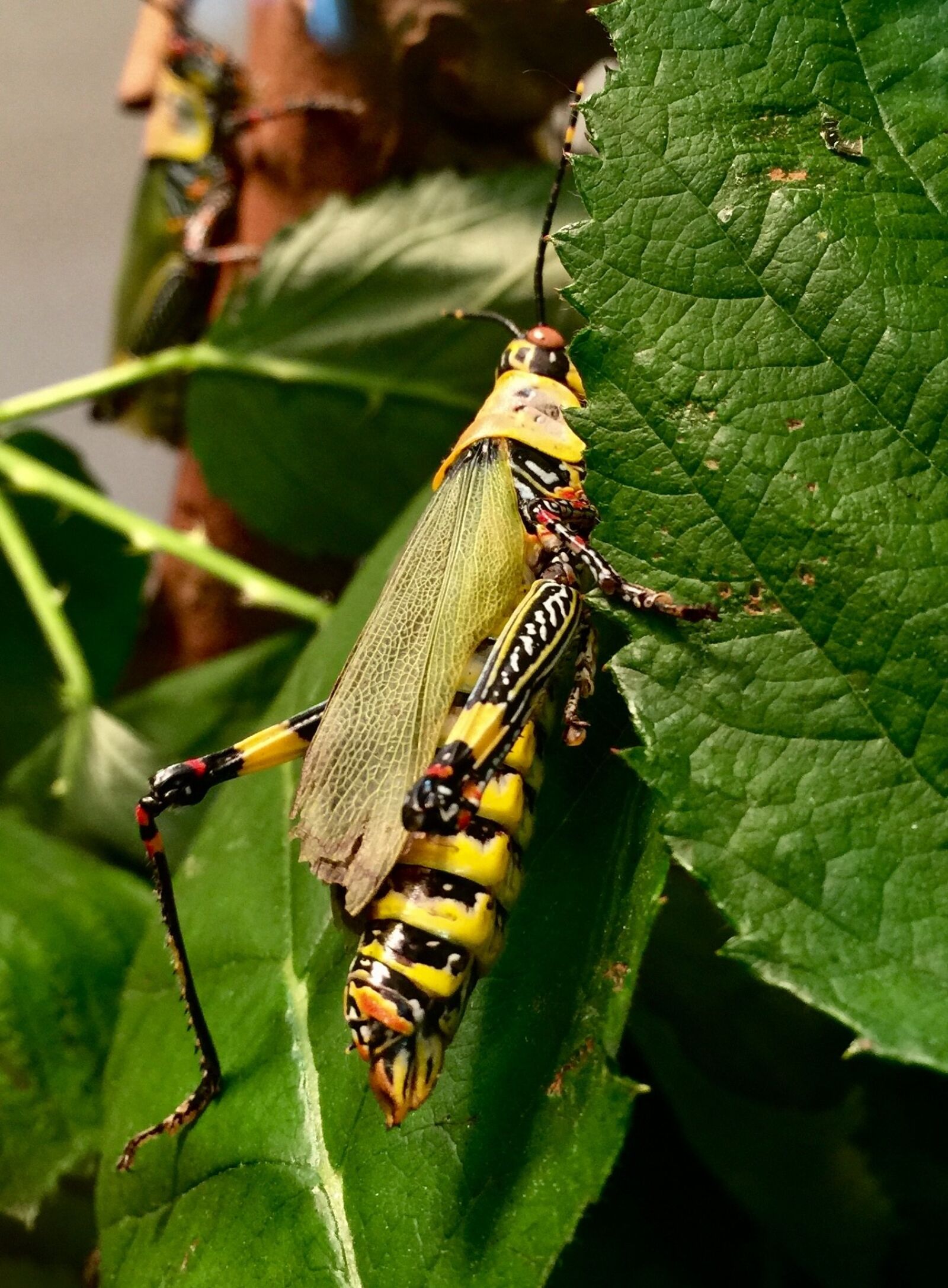 iPhone 6 Plus back camera 4.15mm f/2.2 sample photo. Grasshopper, wilhelma, insect house photography