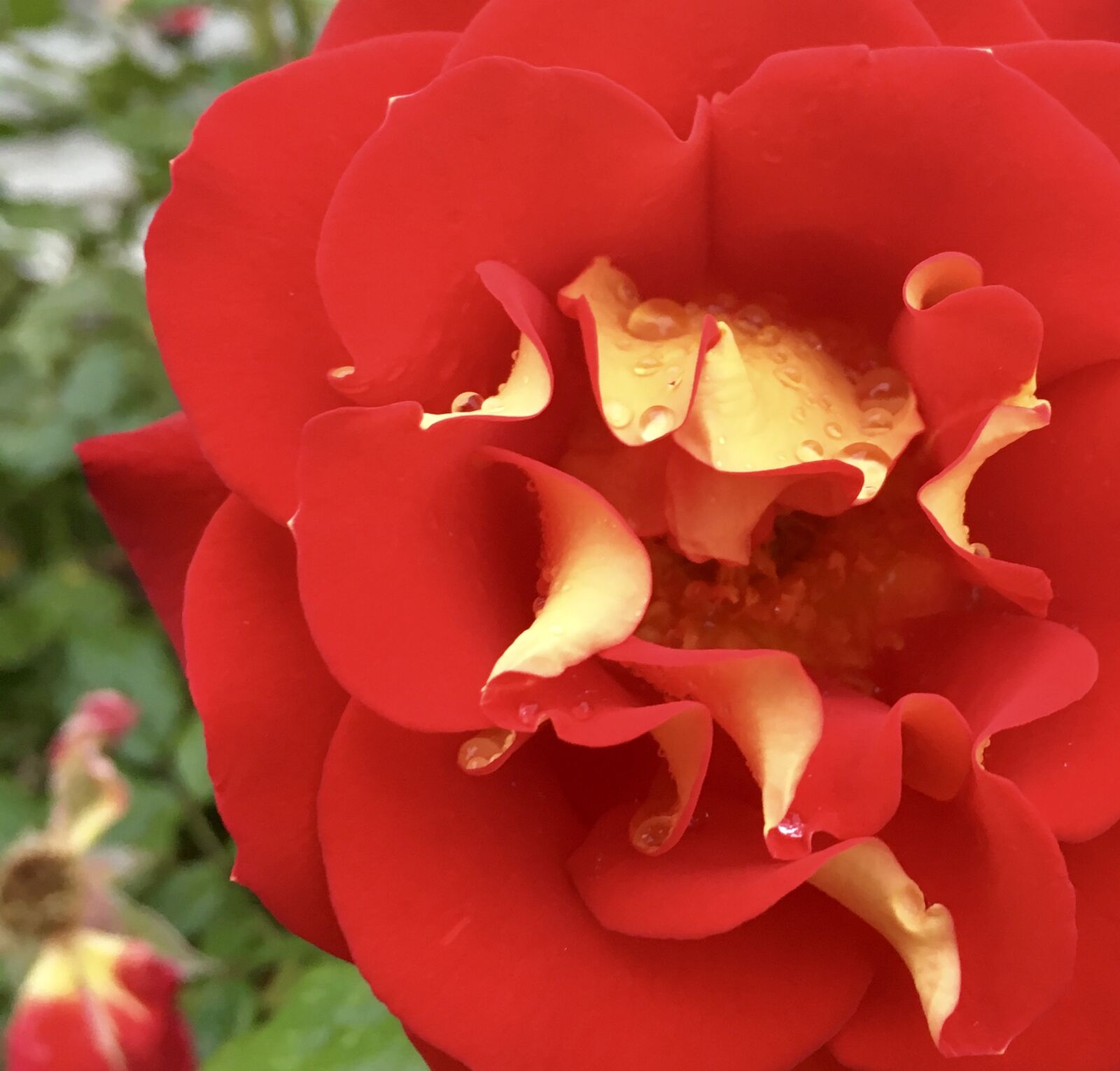 Apple iPhone 6s sample photo. Flower photography