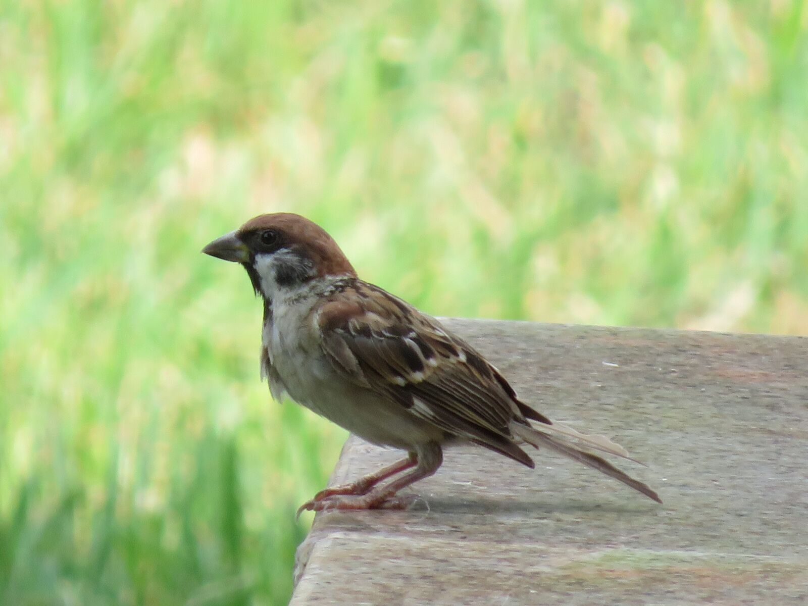 Canon PowerShot SX720 HS sample photo. Bird, sparrow, pet photography