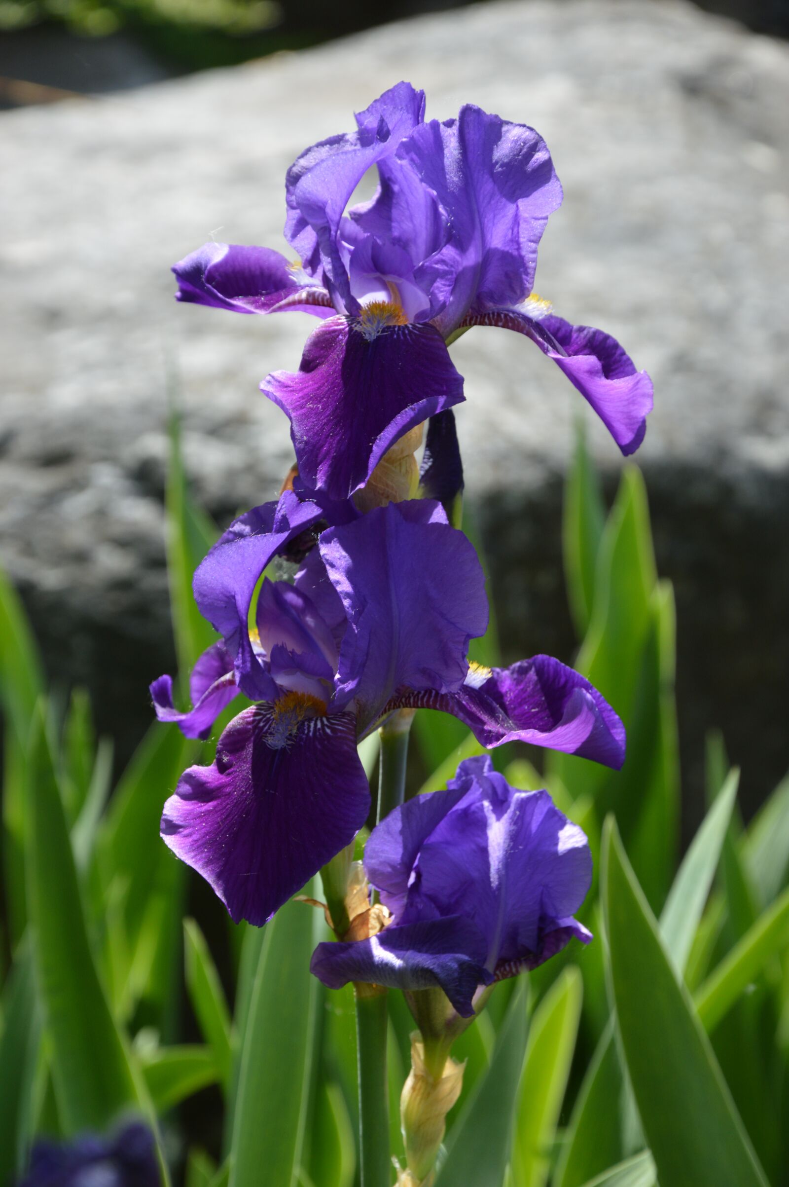 Nikon D3200 sample photo. Nature, plant, flower photography