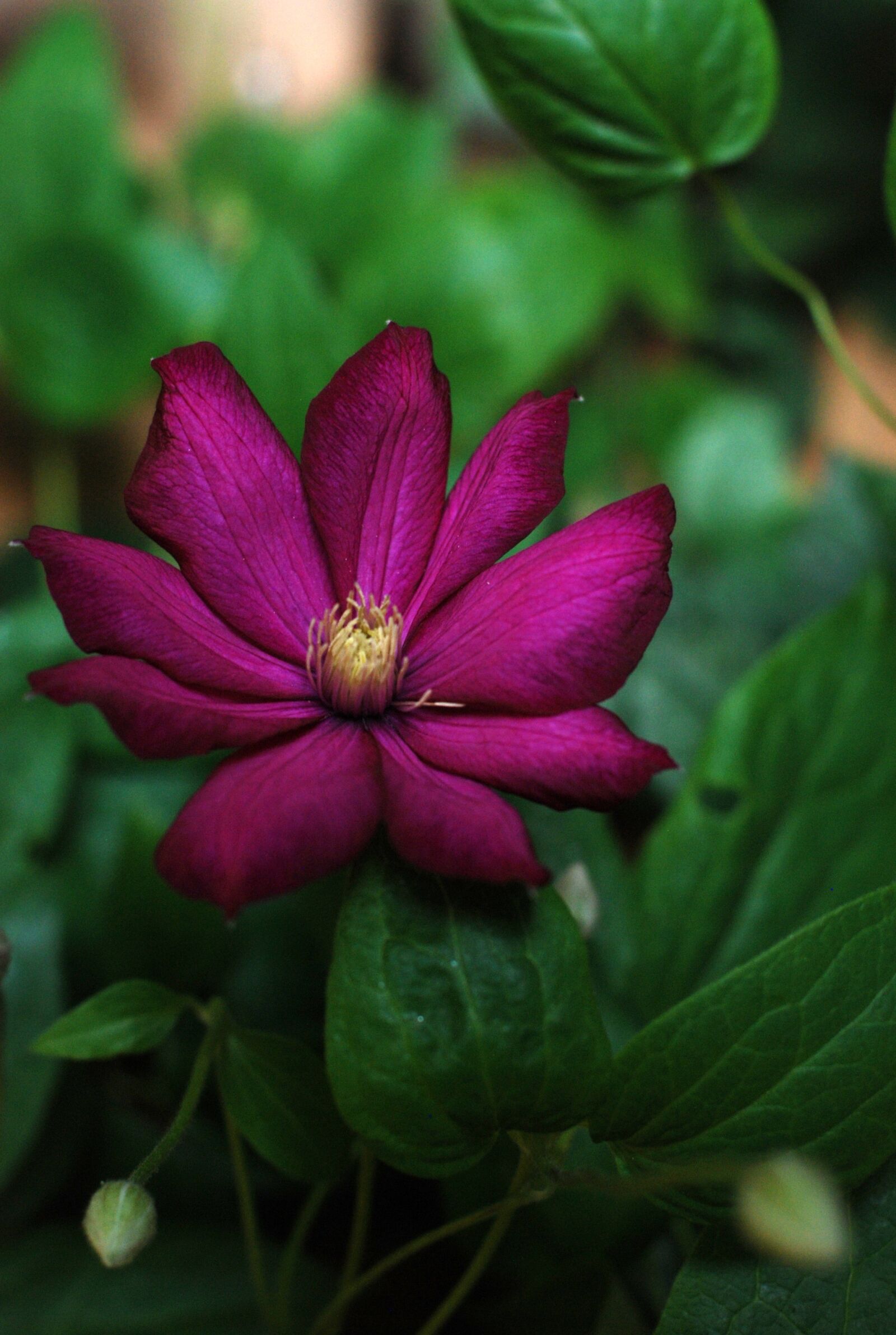 Nikon D80 sample photo. Flower, clematis, garden photography