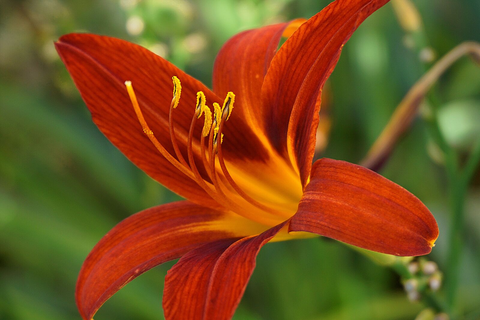 Sony a6000 sample photo. Flower, petals, lily photography
