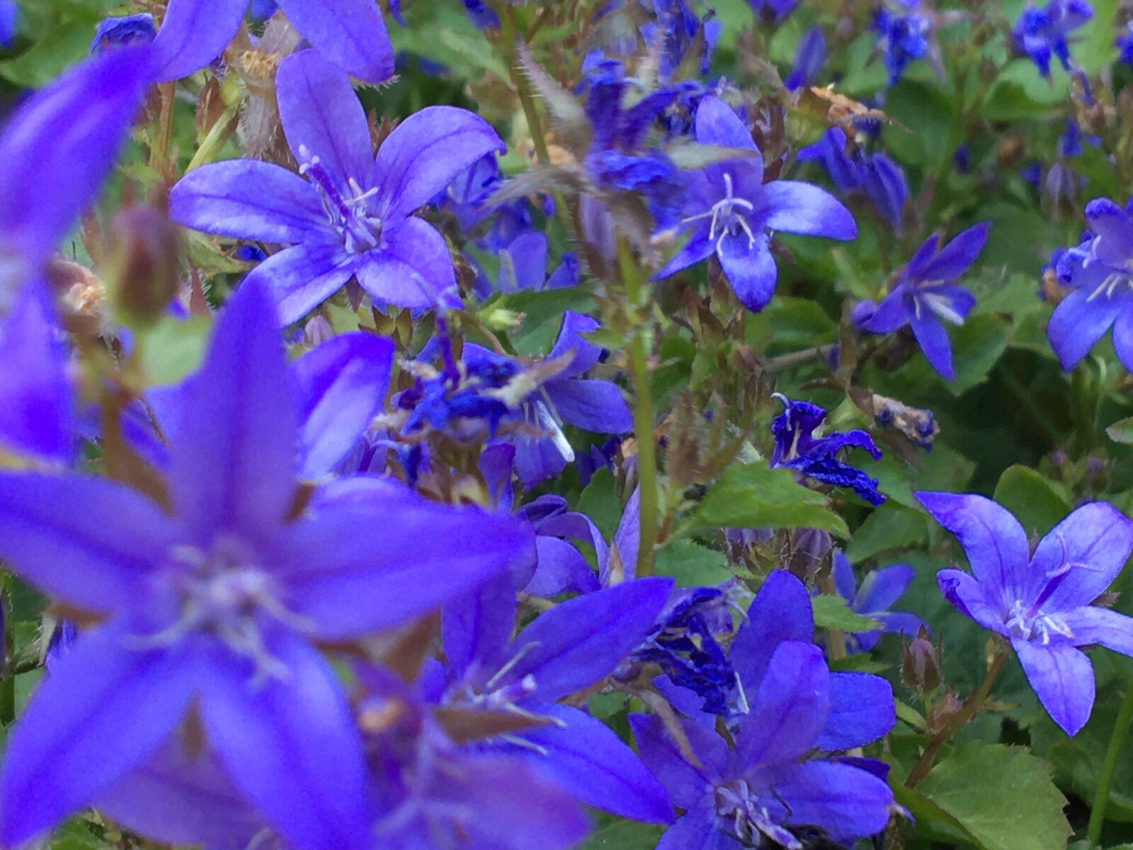 iPhone 6s back camera 4.15mm f/2.2 sample photo. Flower, columbine, blue photography
