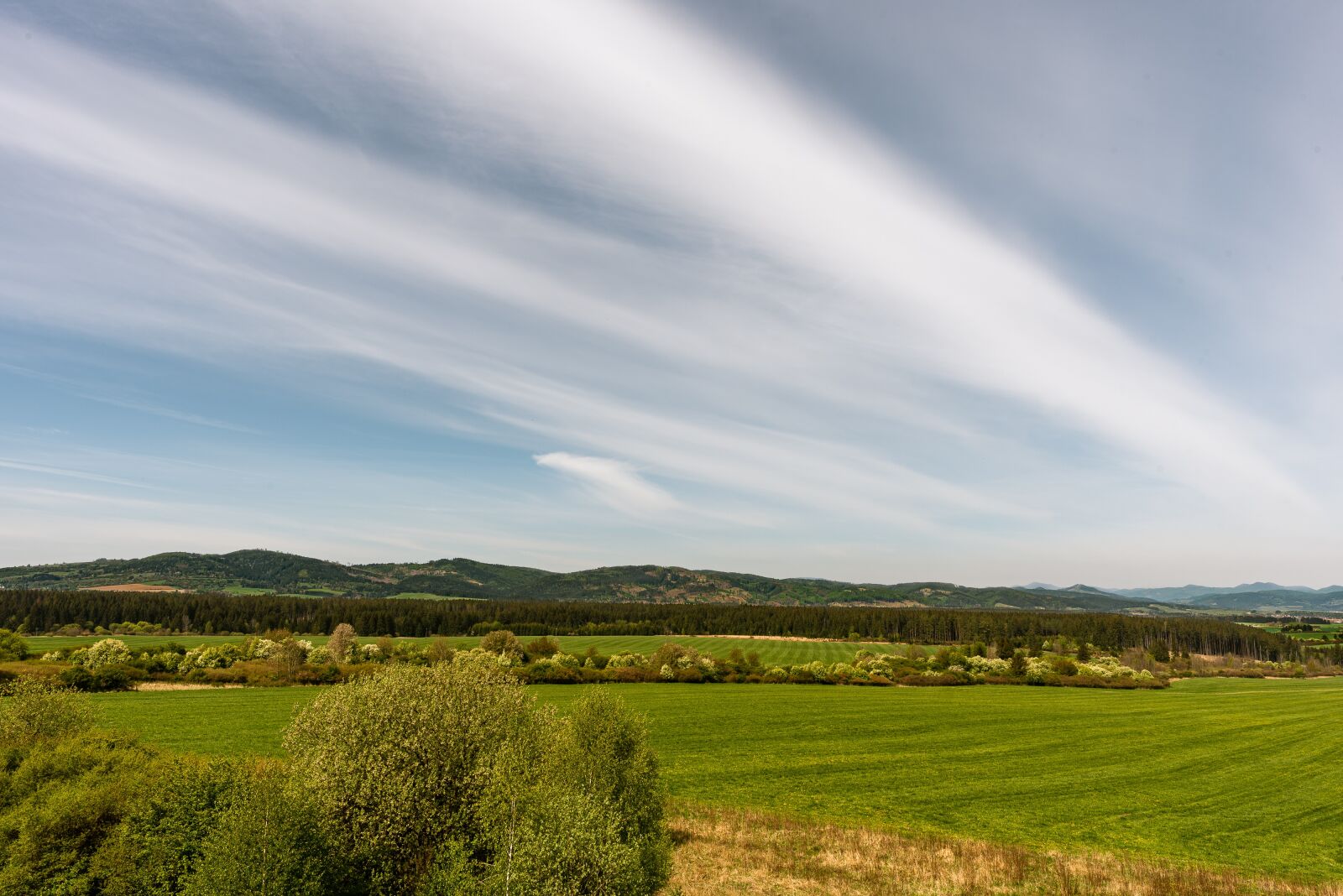 Nikon D750 sample photo. Nature, green, outdoors photography