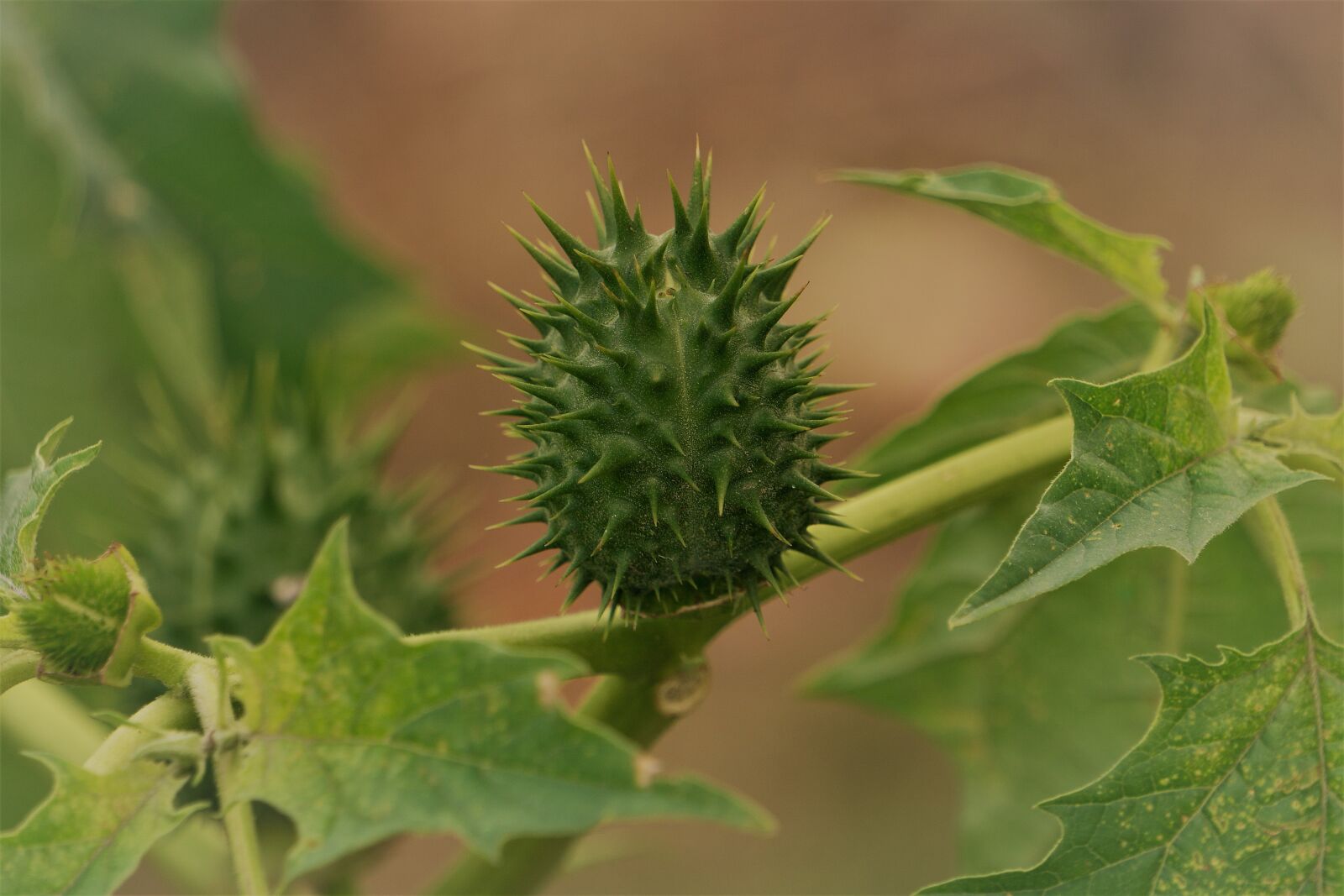 Sony a6000 sample photo. Thorn apple, green, plant photography