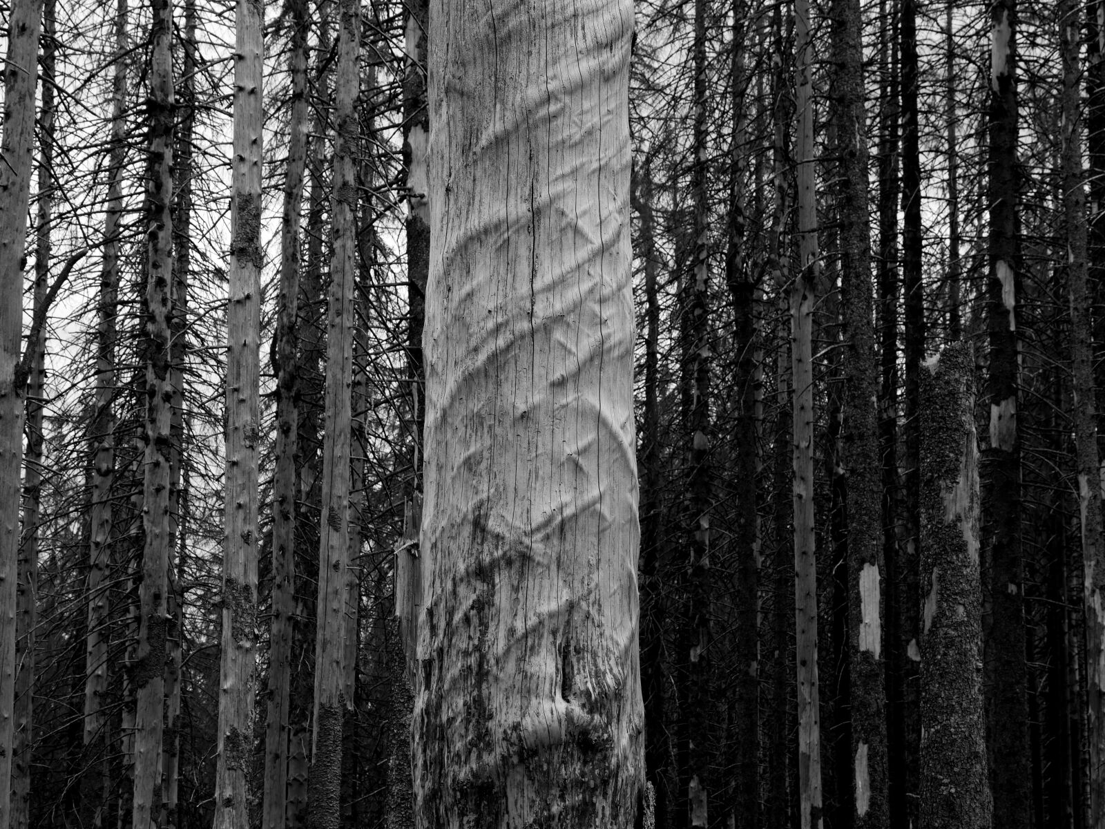 Panasonic Lumix DMC-GX8 sample photo. Bark beetles, forest, waldsterben photography