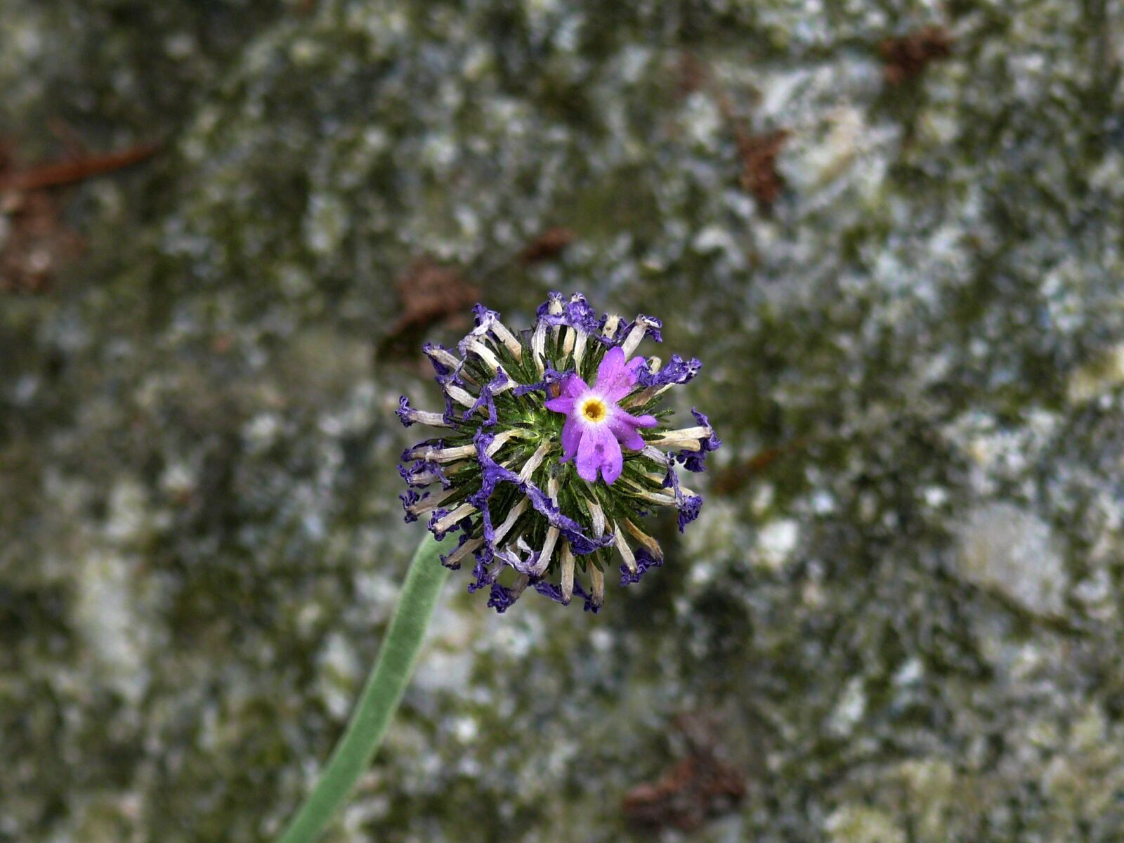 Panasonic DMC-FZ50 sample photo. Blue, flower, botanical garden photography