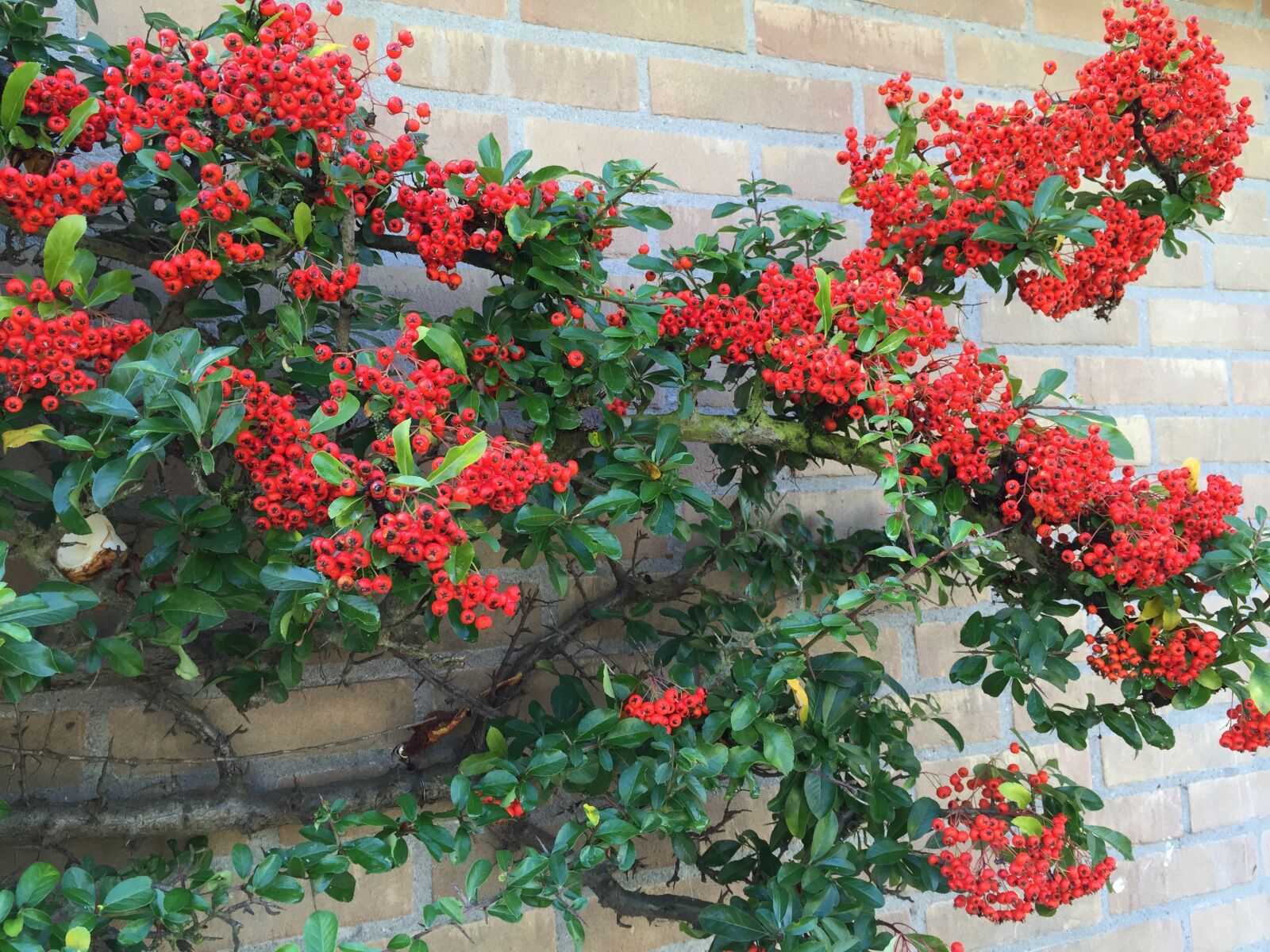 Apple iPhone 6 sample photo. Autumn, fall colors, red photography