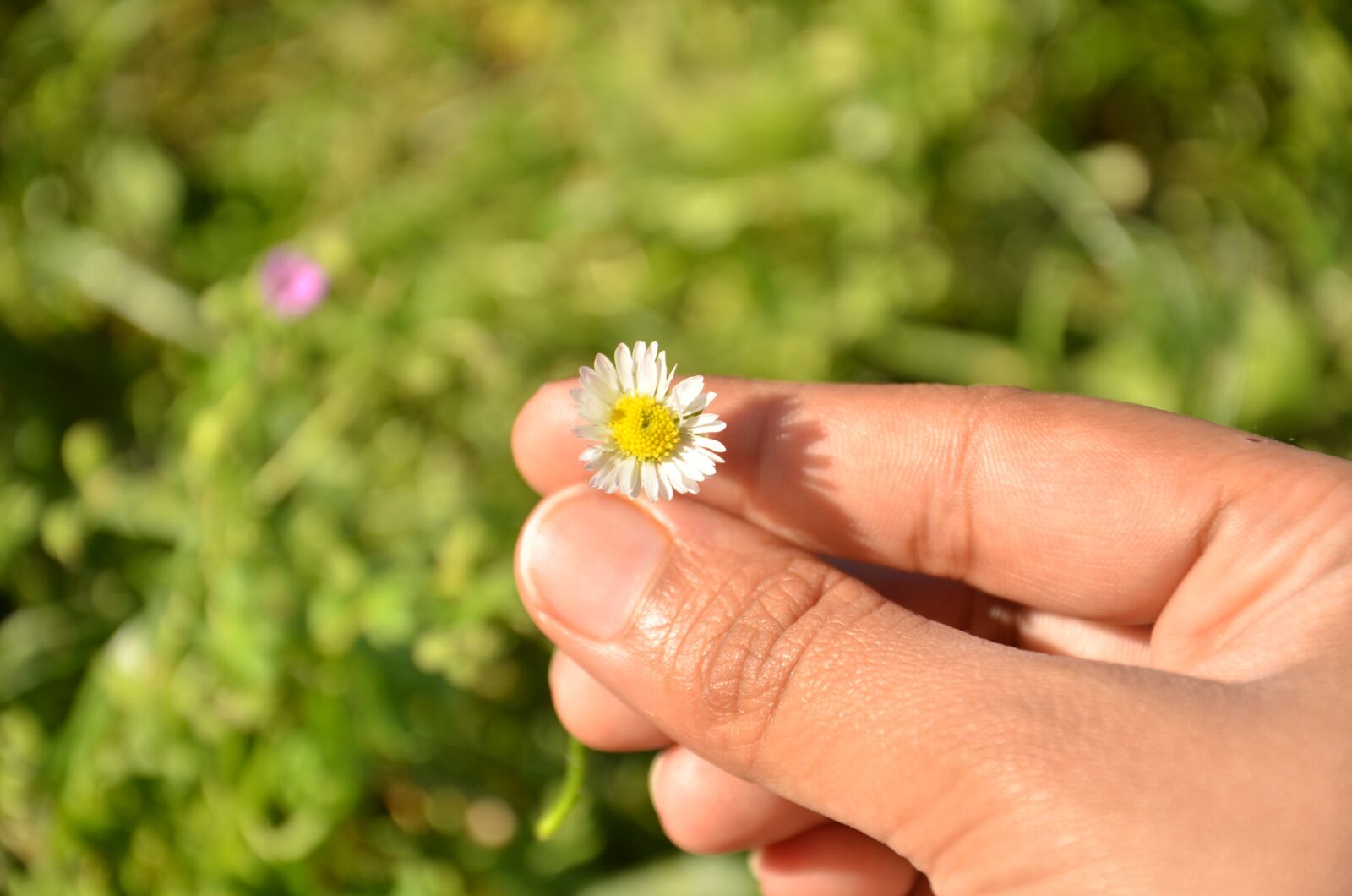 Nikon D7000 sample photo. Nature, outdoors, flower photography