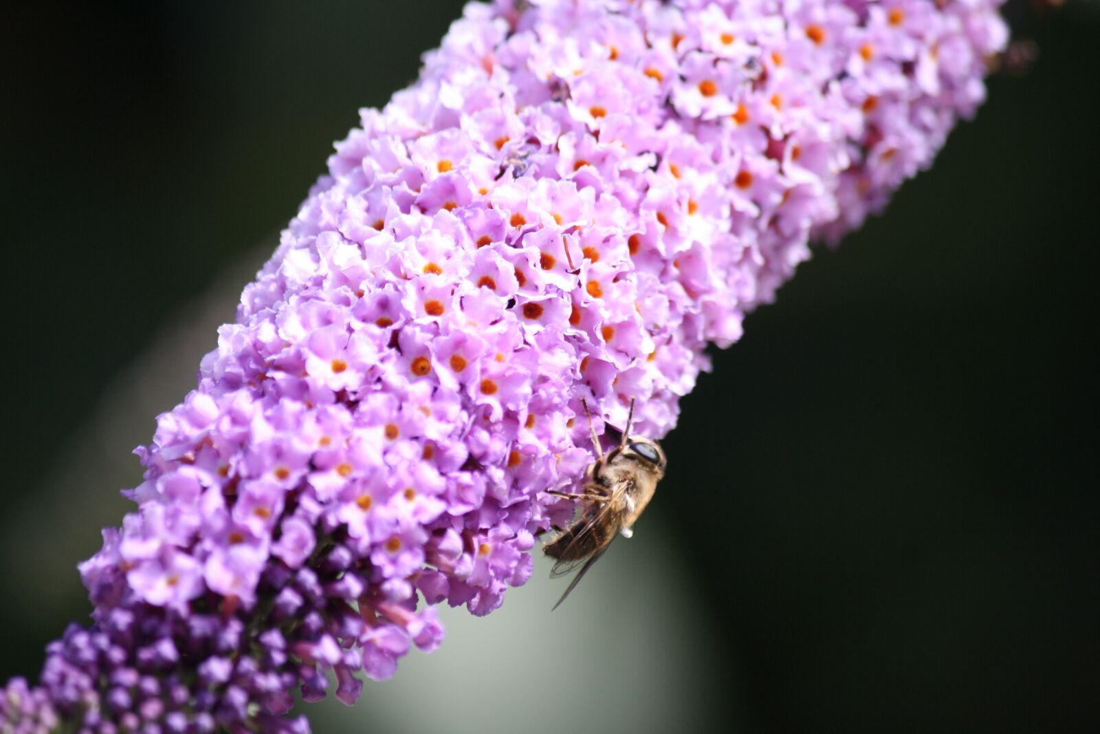 Canon EOS 1000D (EOS Digital Rebel XS / EOS Kiss F) sample photo. Butterfly bush, bee, pollinate photography