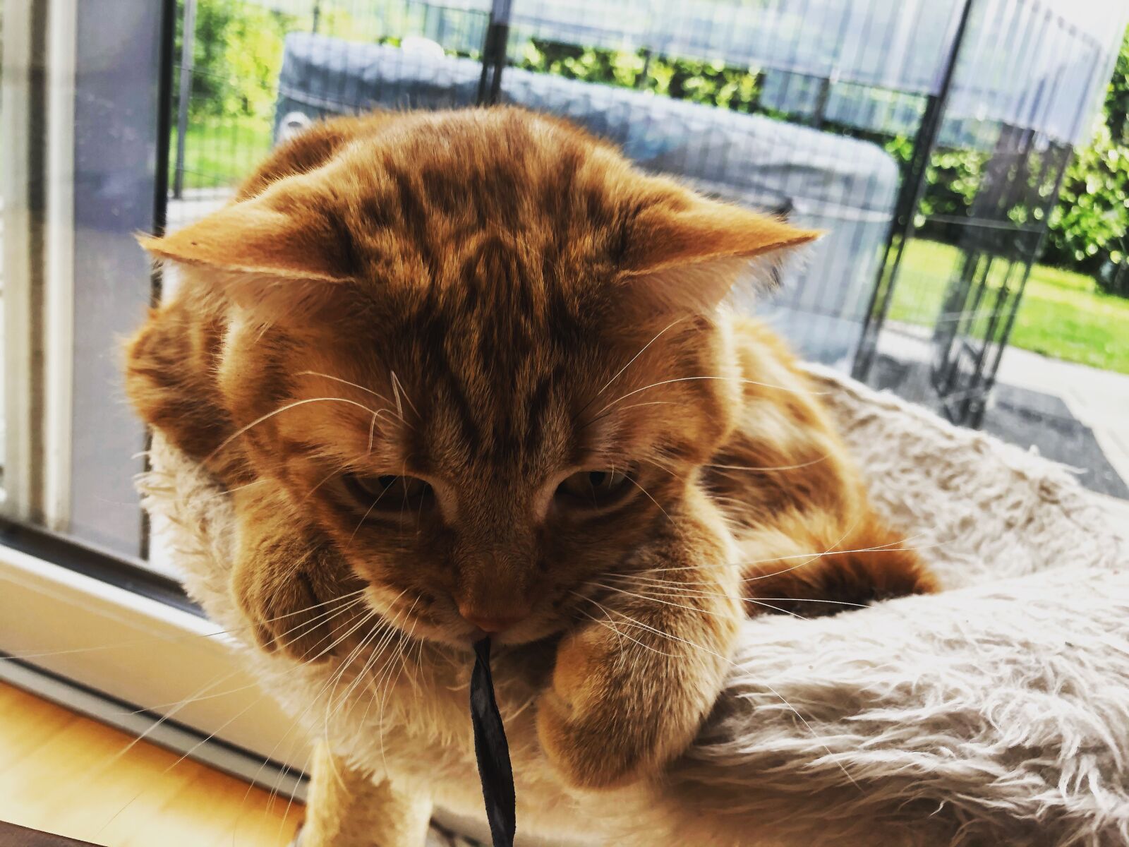 iPhone 8 back camera 3.99mm f/1.8 sample photo. Katze, kätzchen, gustaf photography