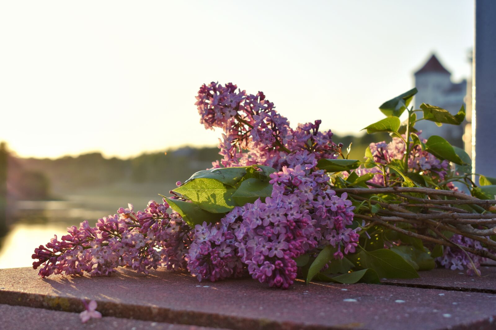 Nikon D3400 sample photo. Lilac, flowers, spring photography