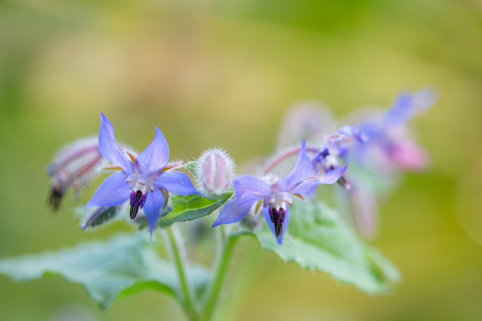 Canon EOS 6D Mark II sample photo. Flower, blue, autumn photography