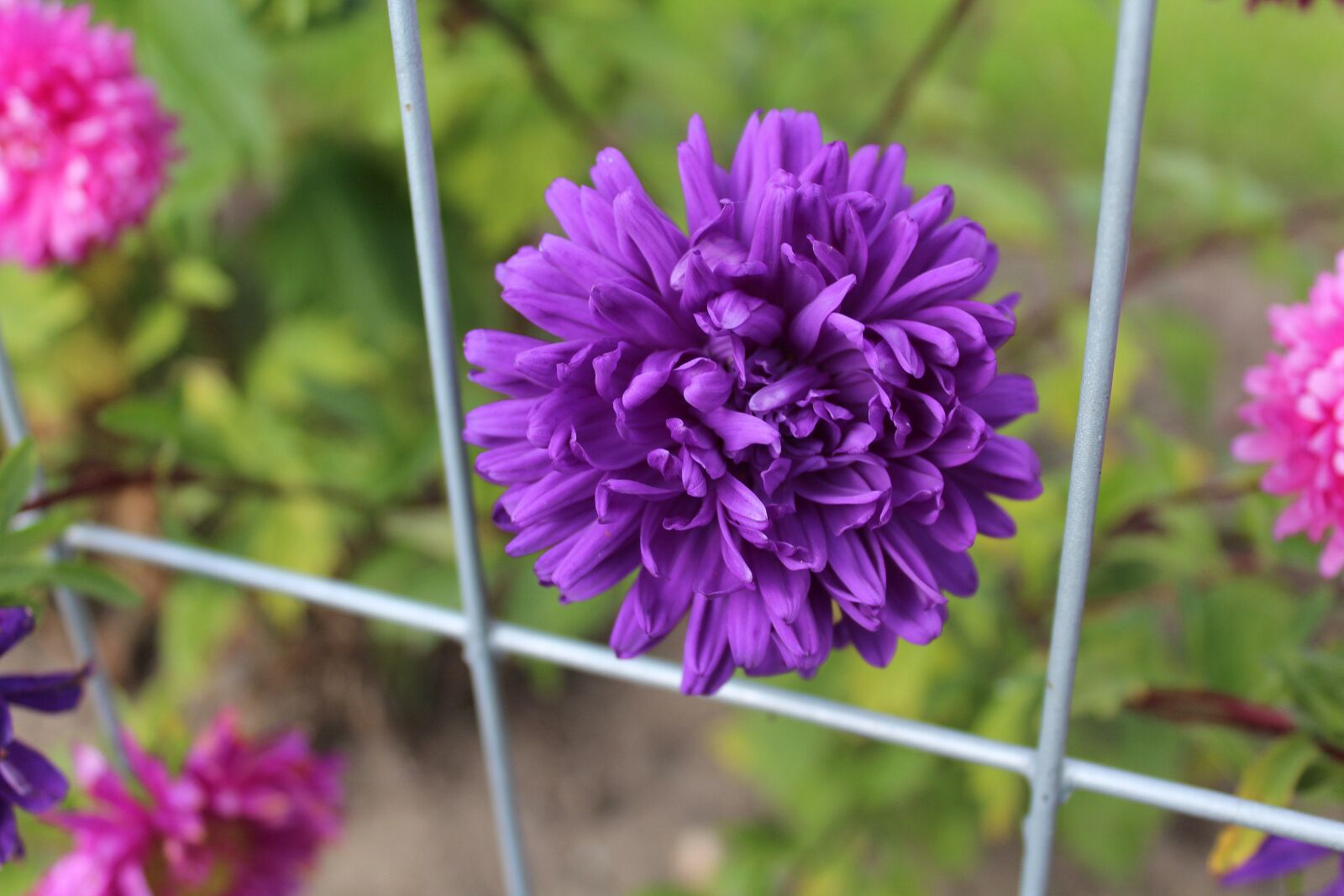 Canon EOS 1200D (EOS Rebel T5 / EOS Kiss X70 / EOS Hi) sample photo. Astra, garden flowers, autumn photography