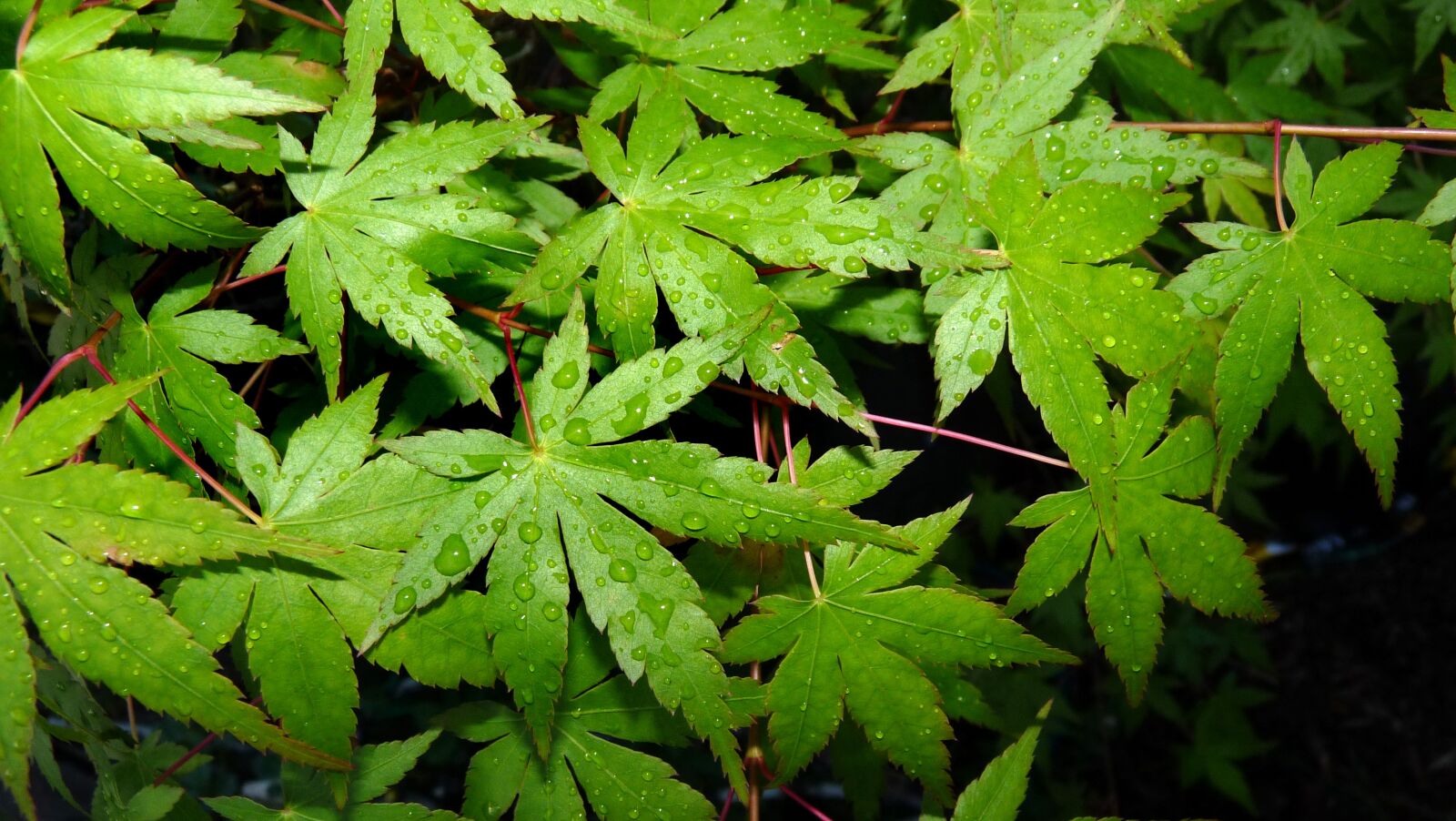 Panasonic Lumix DMC-FZ28 sample photo. Leaves, maple, tree photography