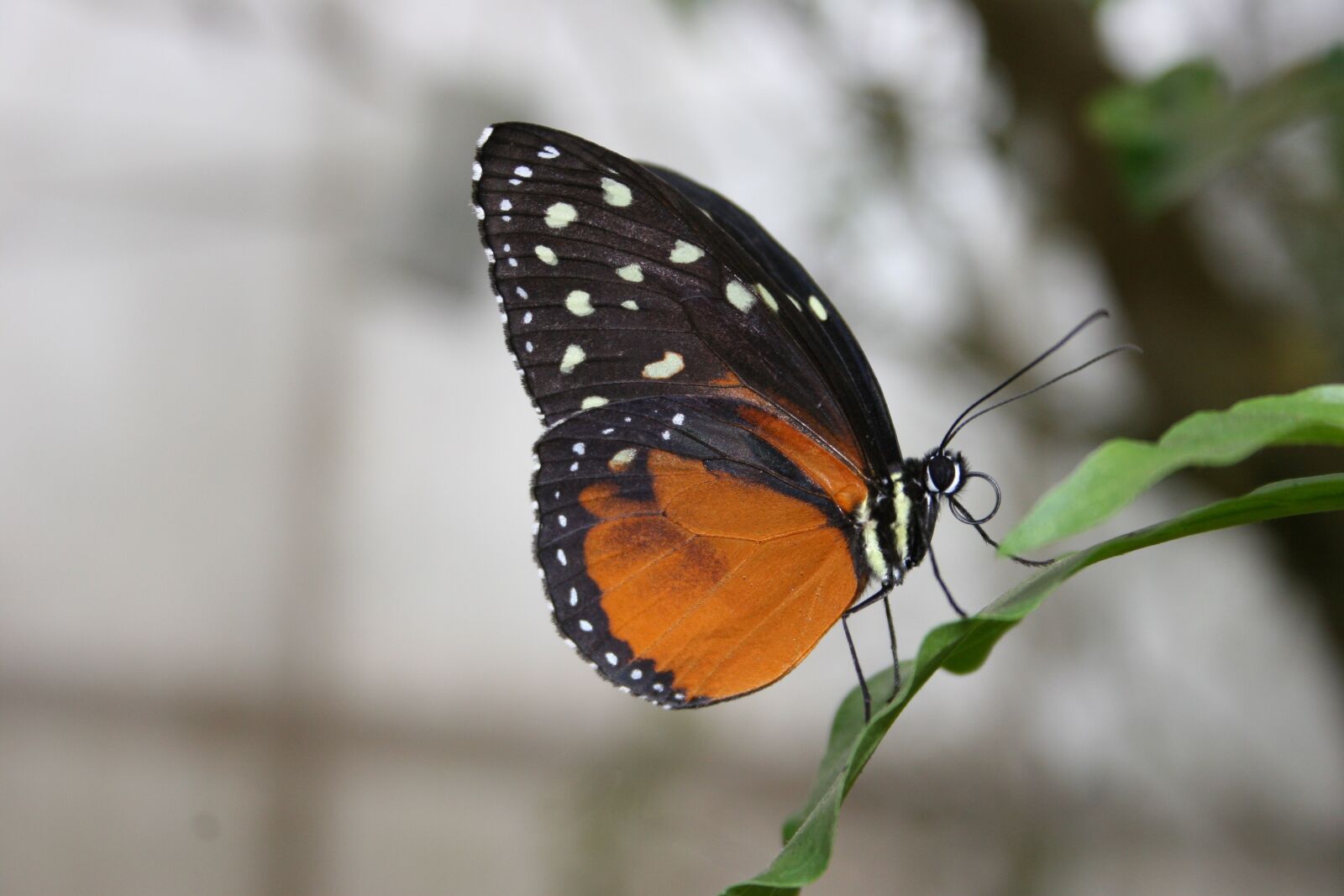 Canon EOS 20D sample photo. Animals, butterflies, twigs photography
